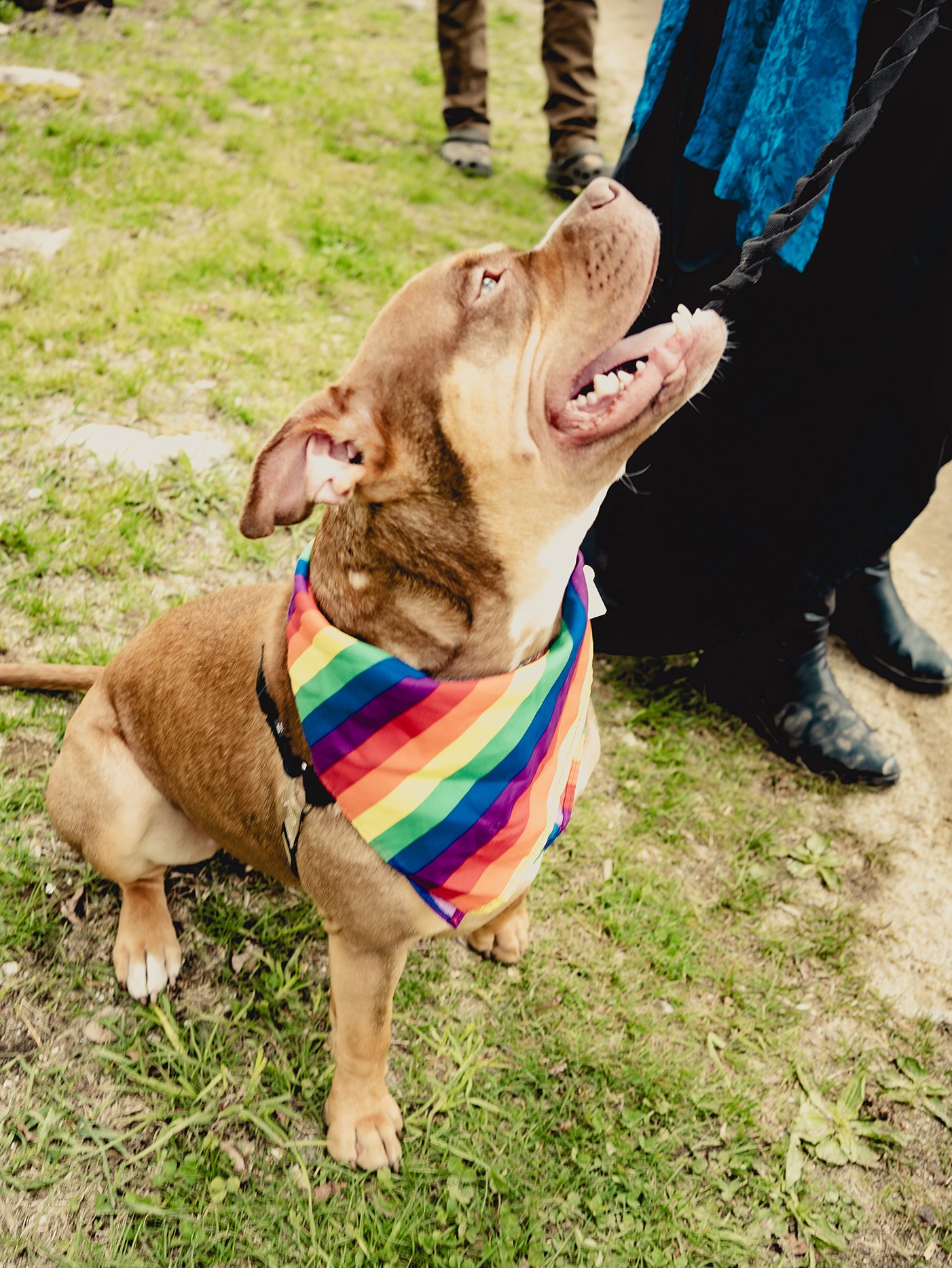 Dogs-16.jpg