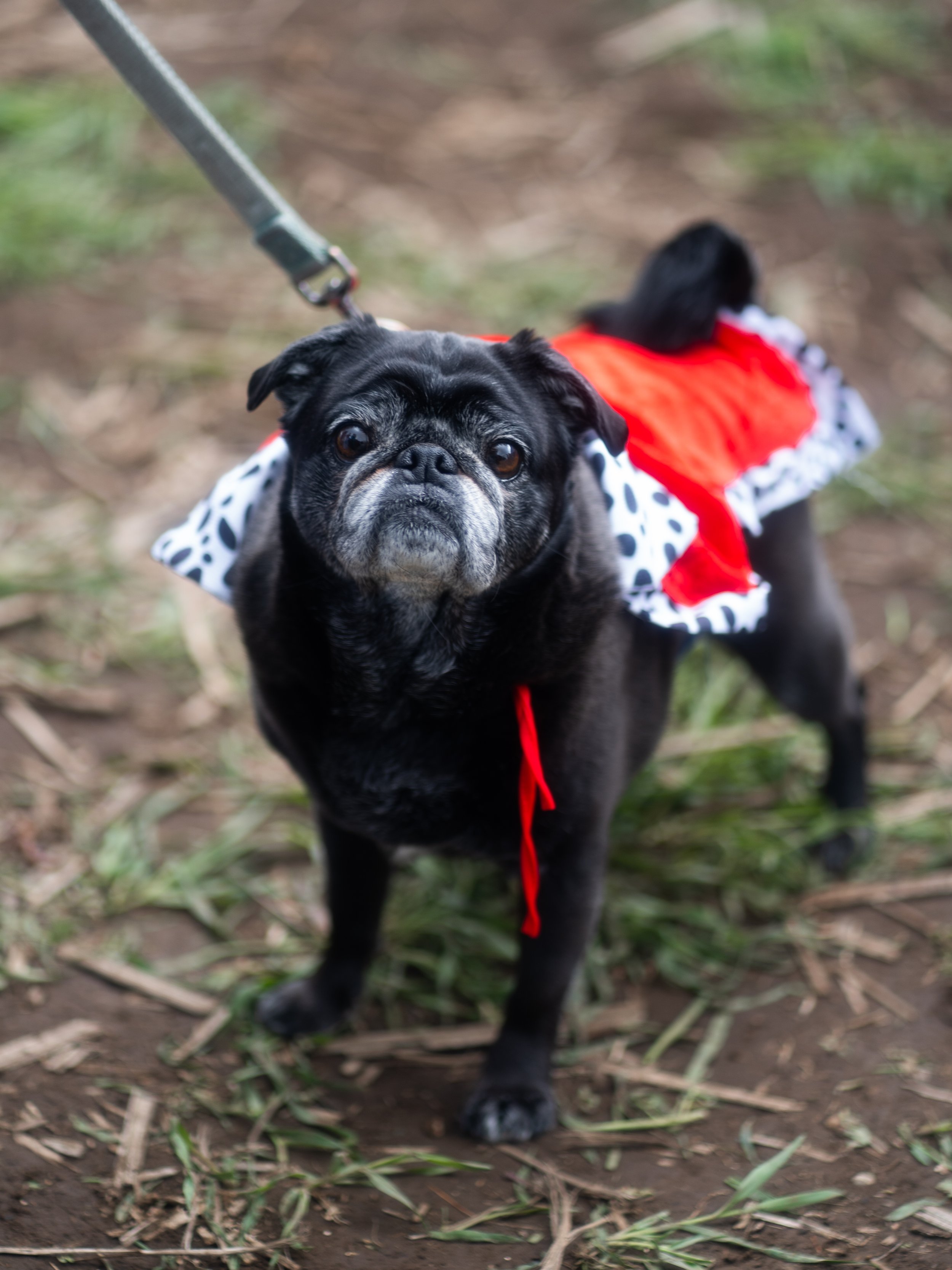 Dogs-11.jpg