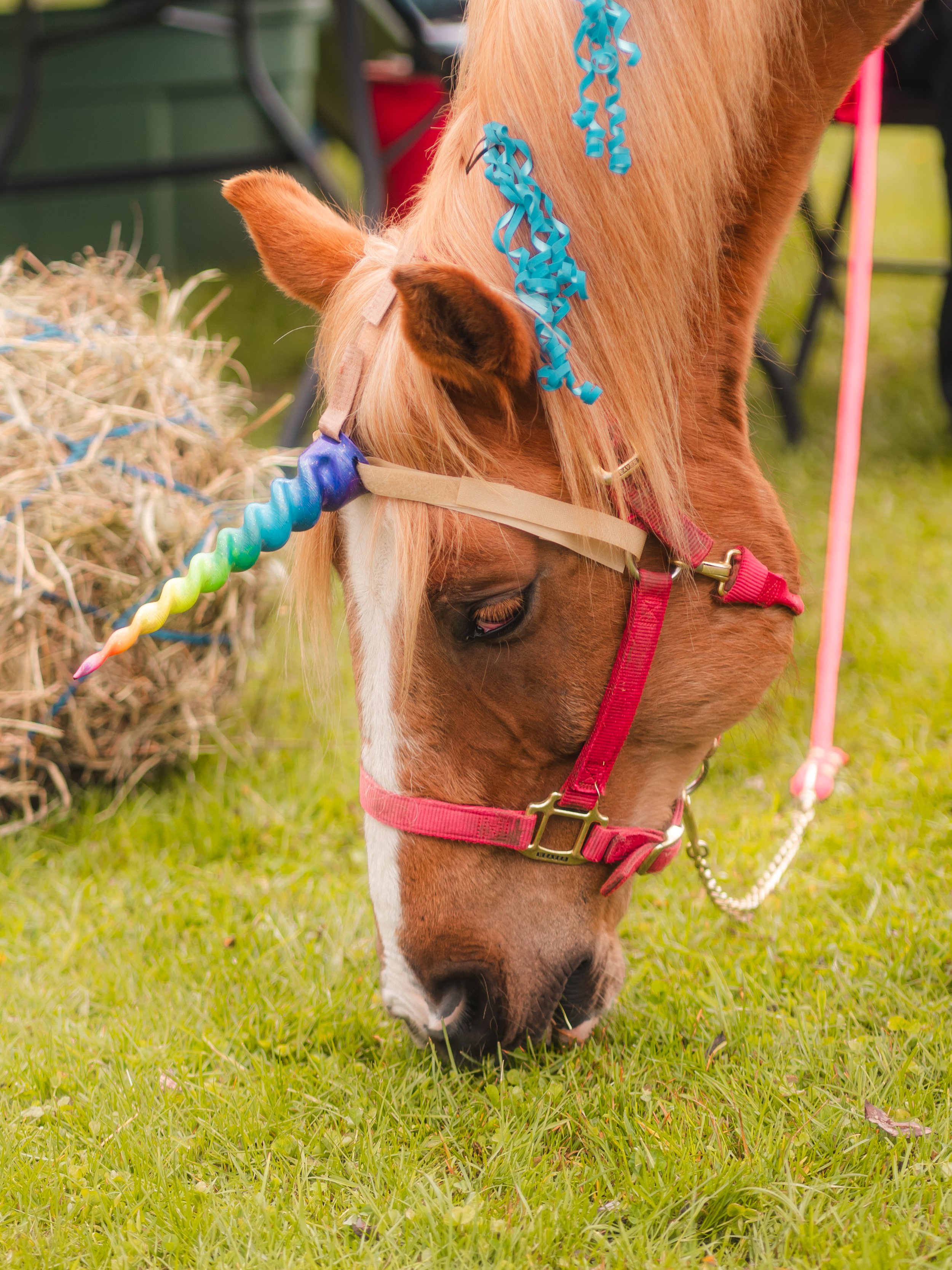 Horse-1.jpg
