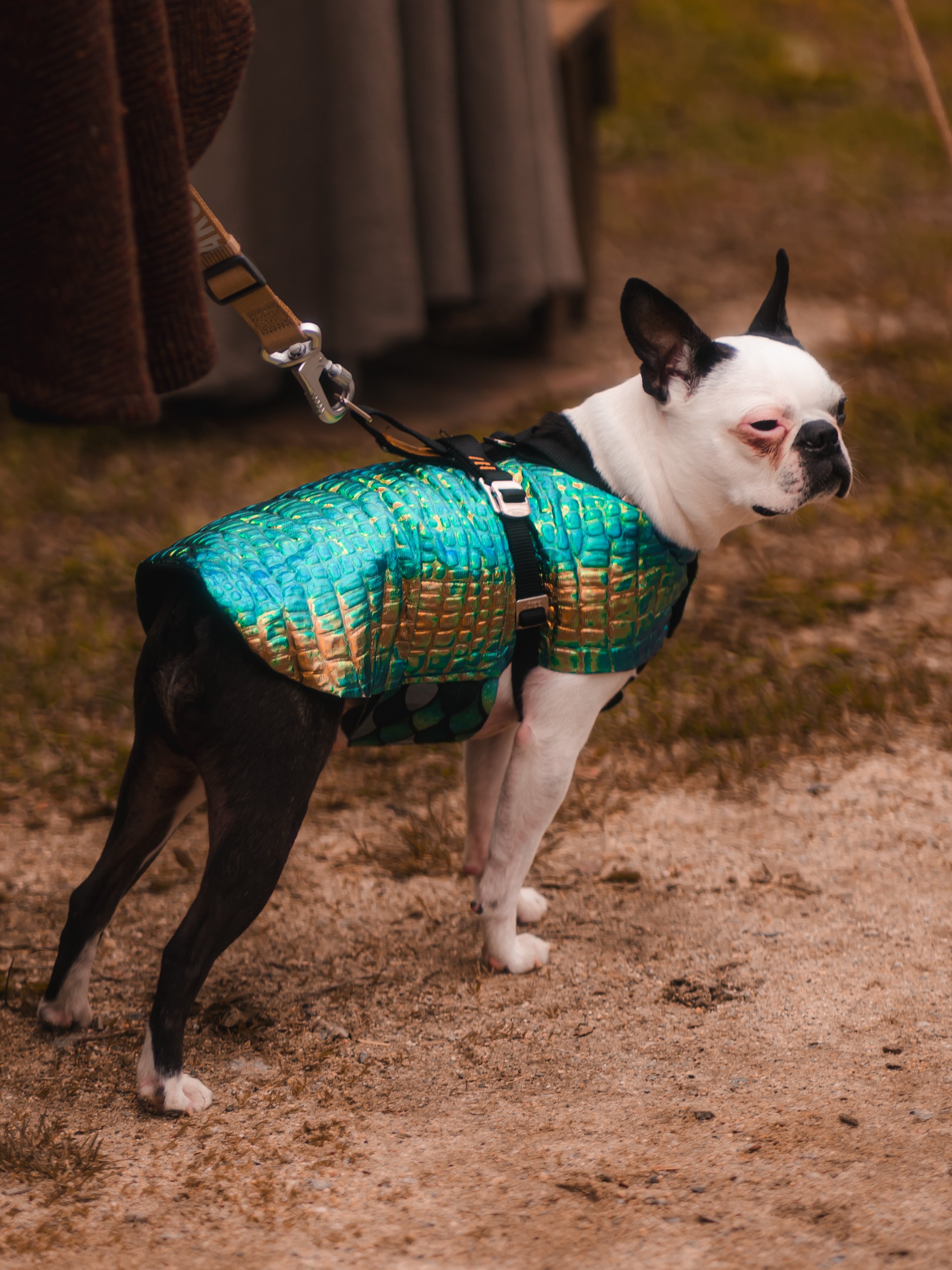 Dogs-4.jpg