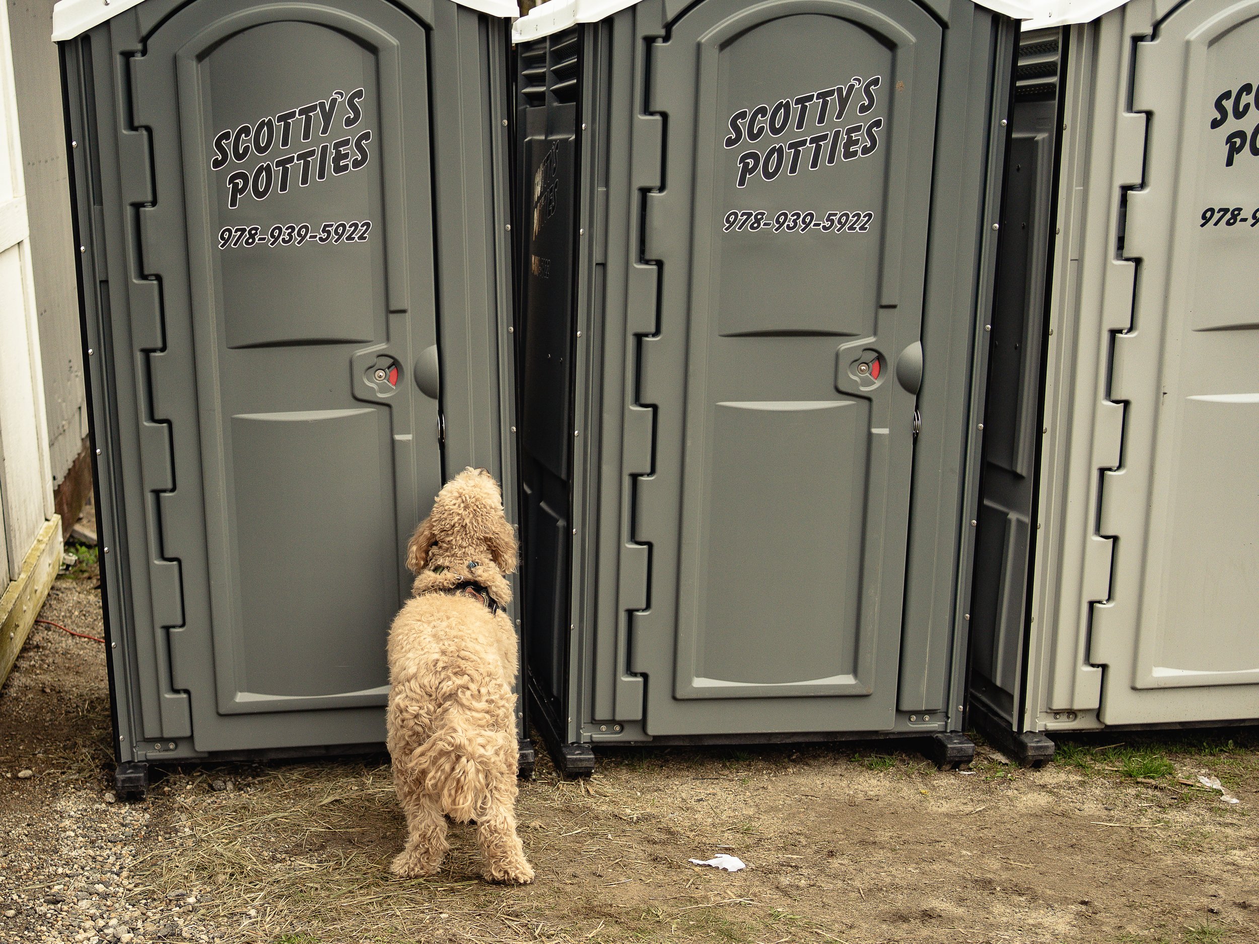 Dogs-13.jpg