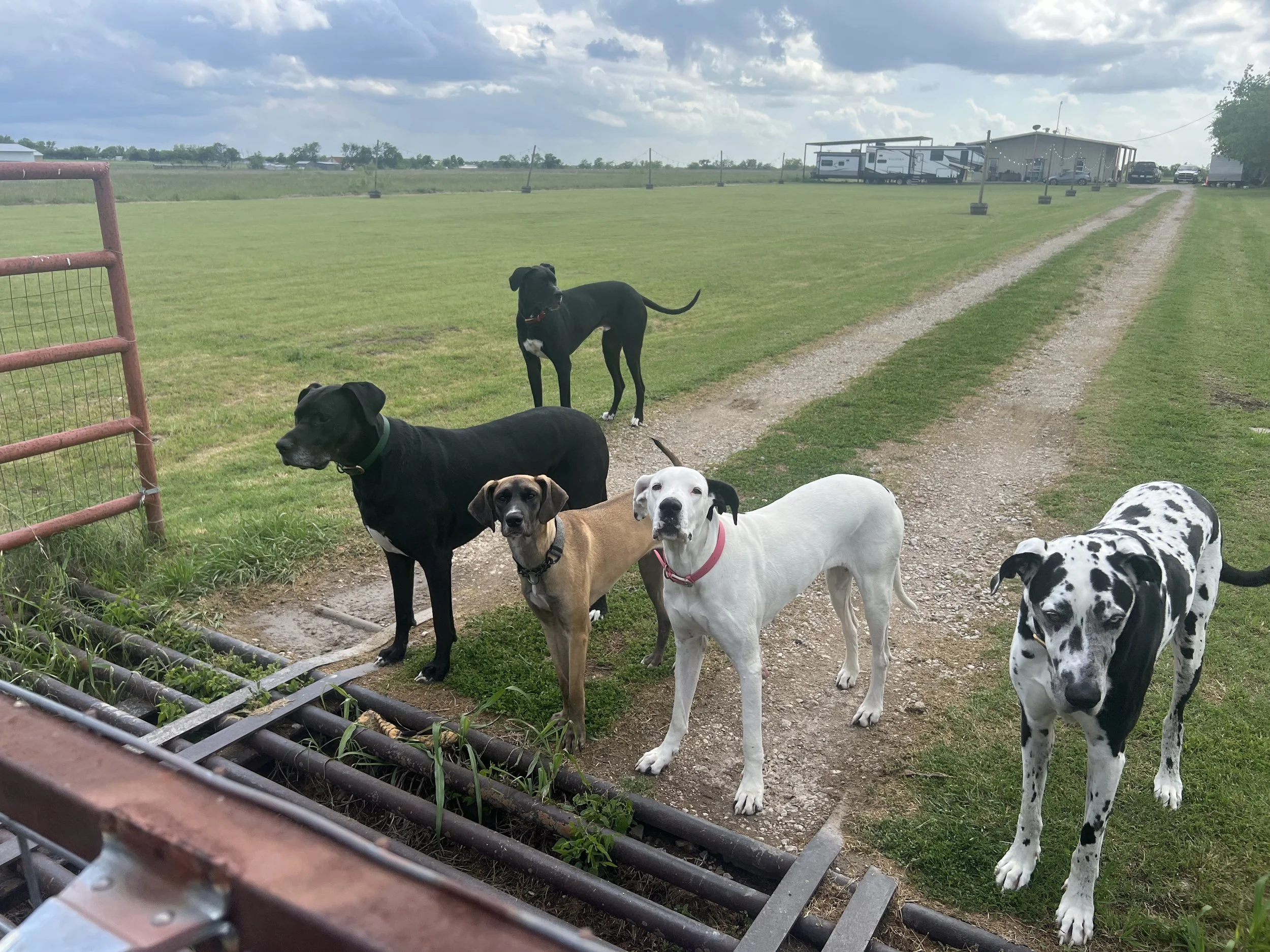View from the road of front yard