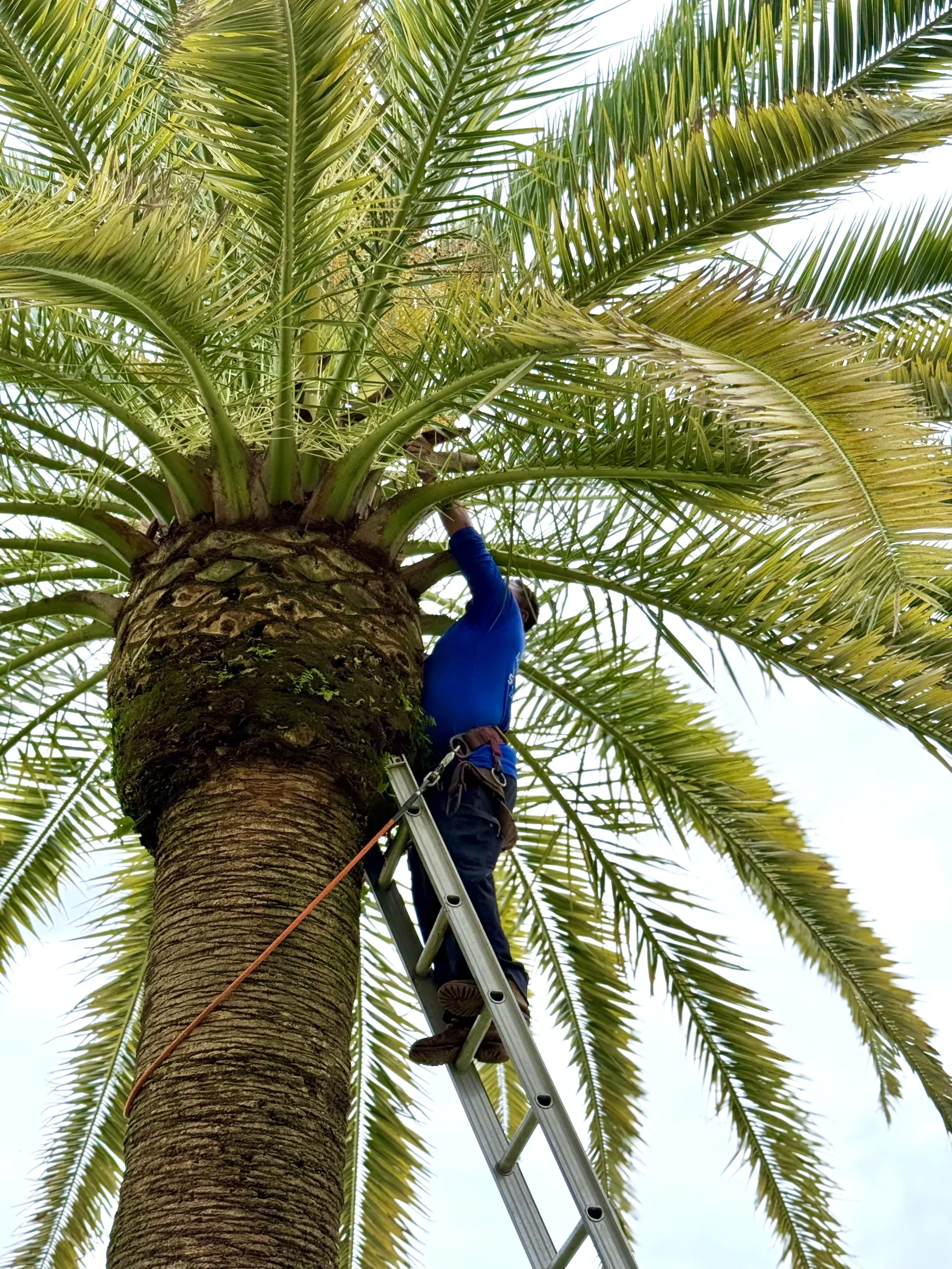 Person in blue shirt pruning a palm tree from a ladder