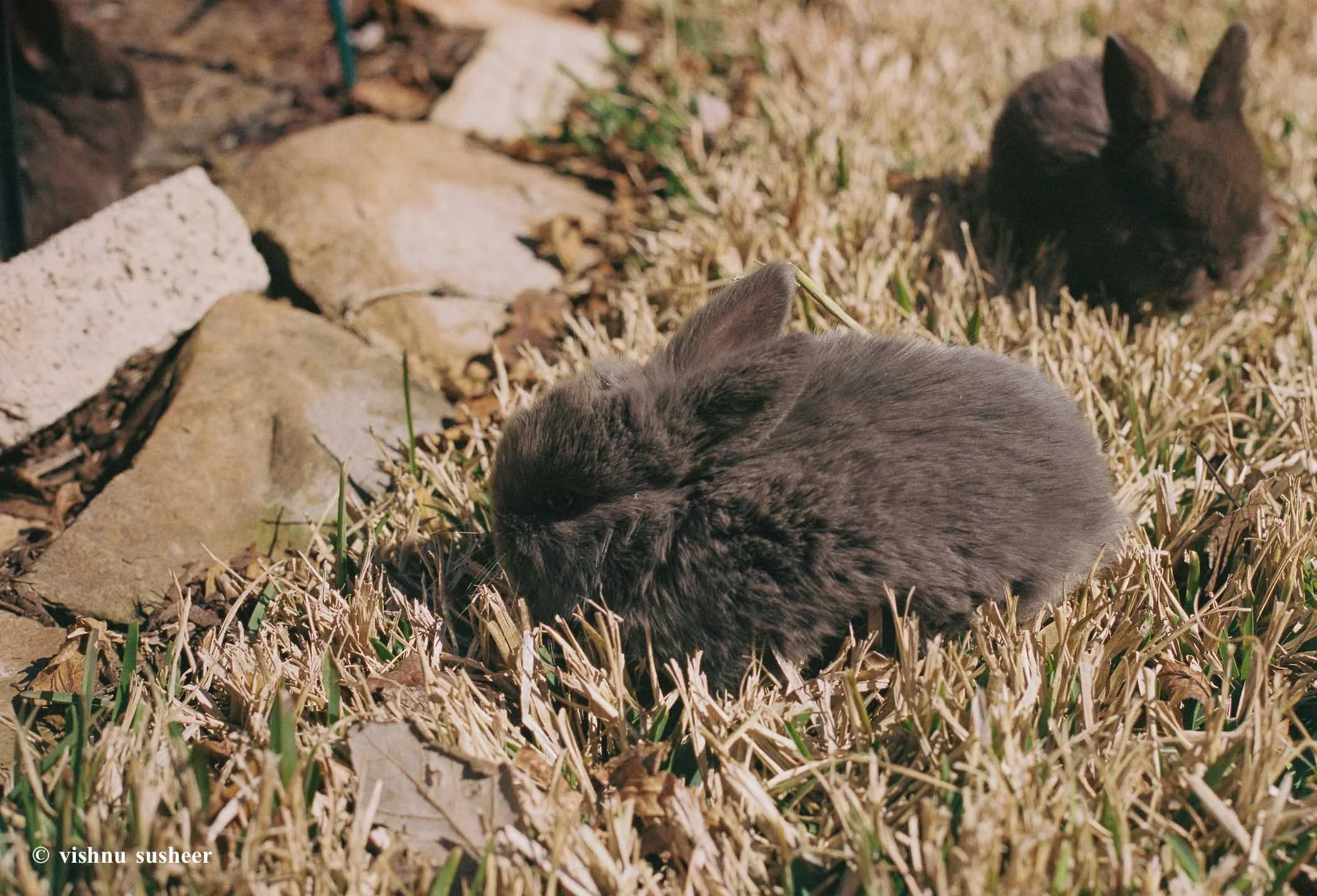 baby beasts-5.jpg