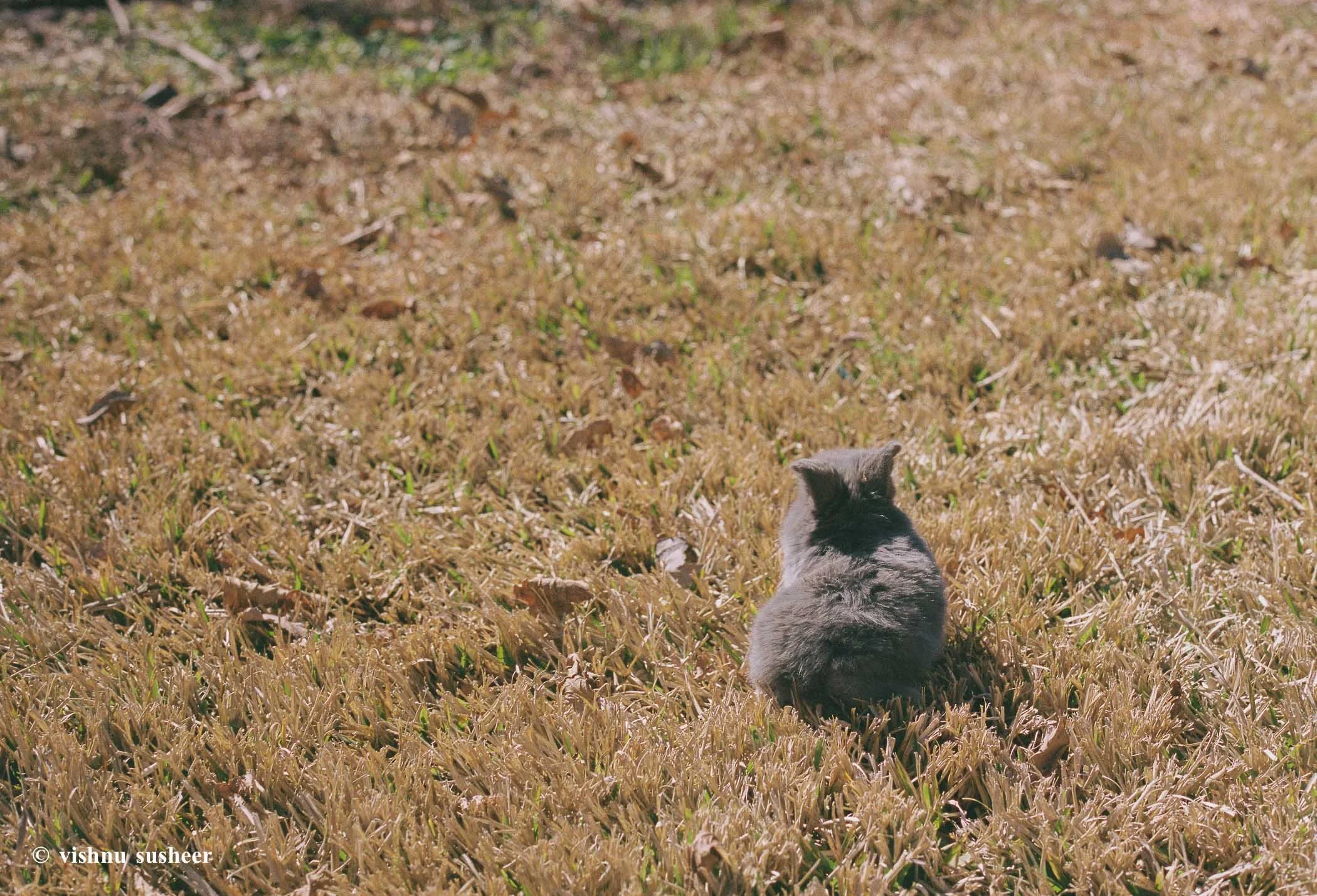 baby beasts