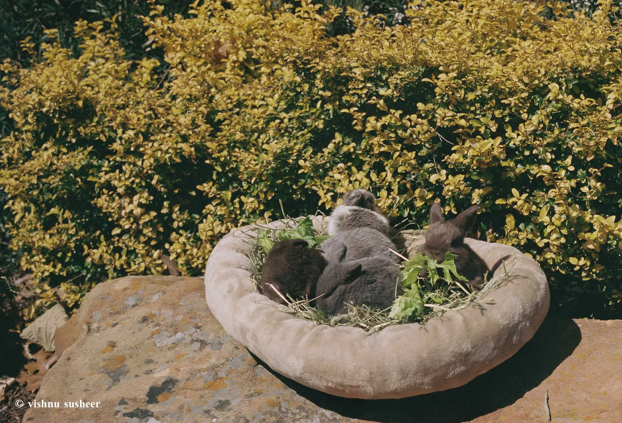baby beasts-2.jpg