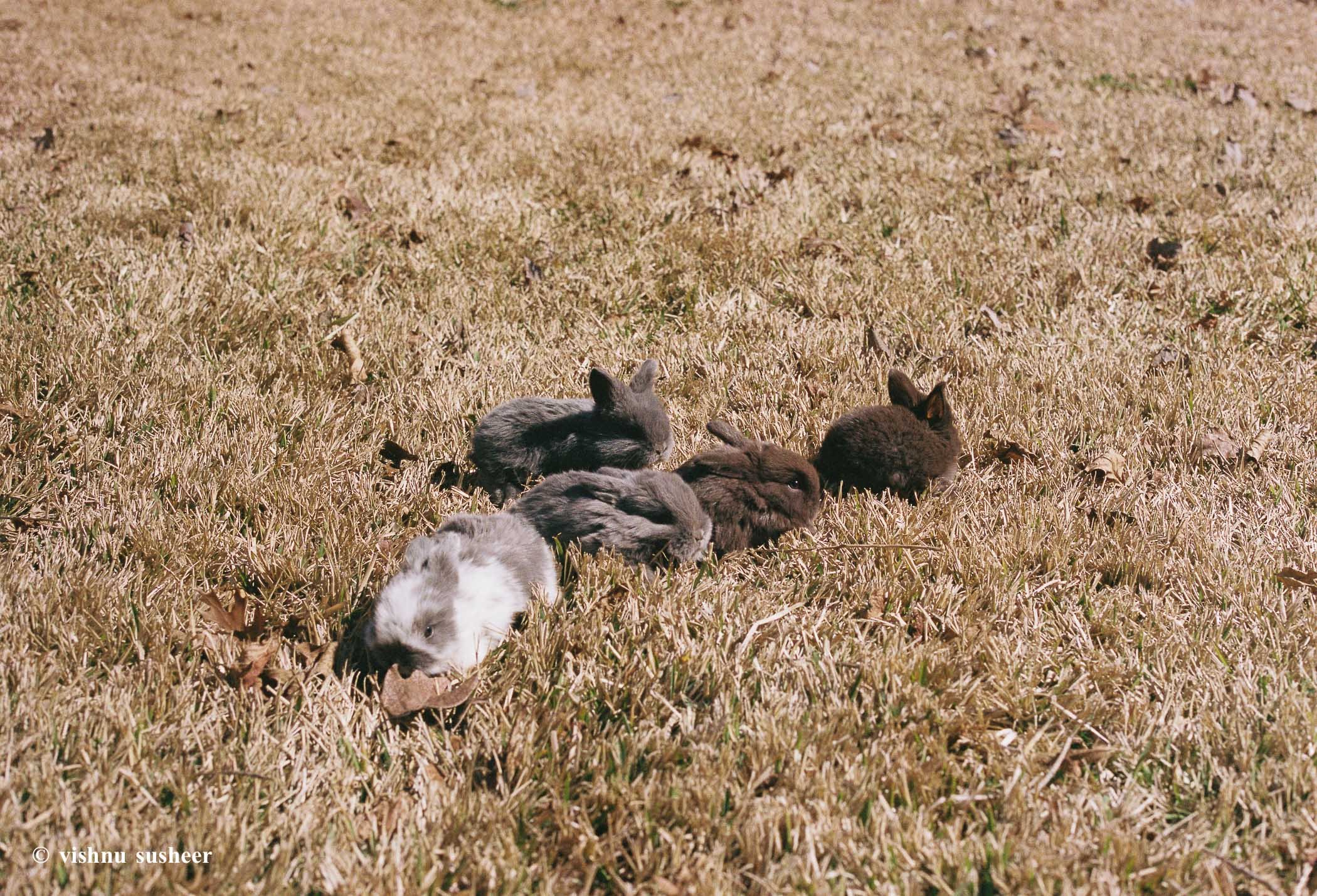 baby beasts-8.jpg