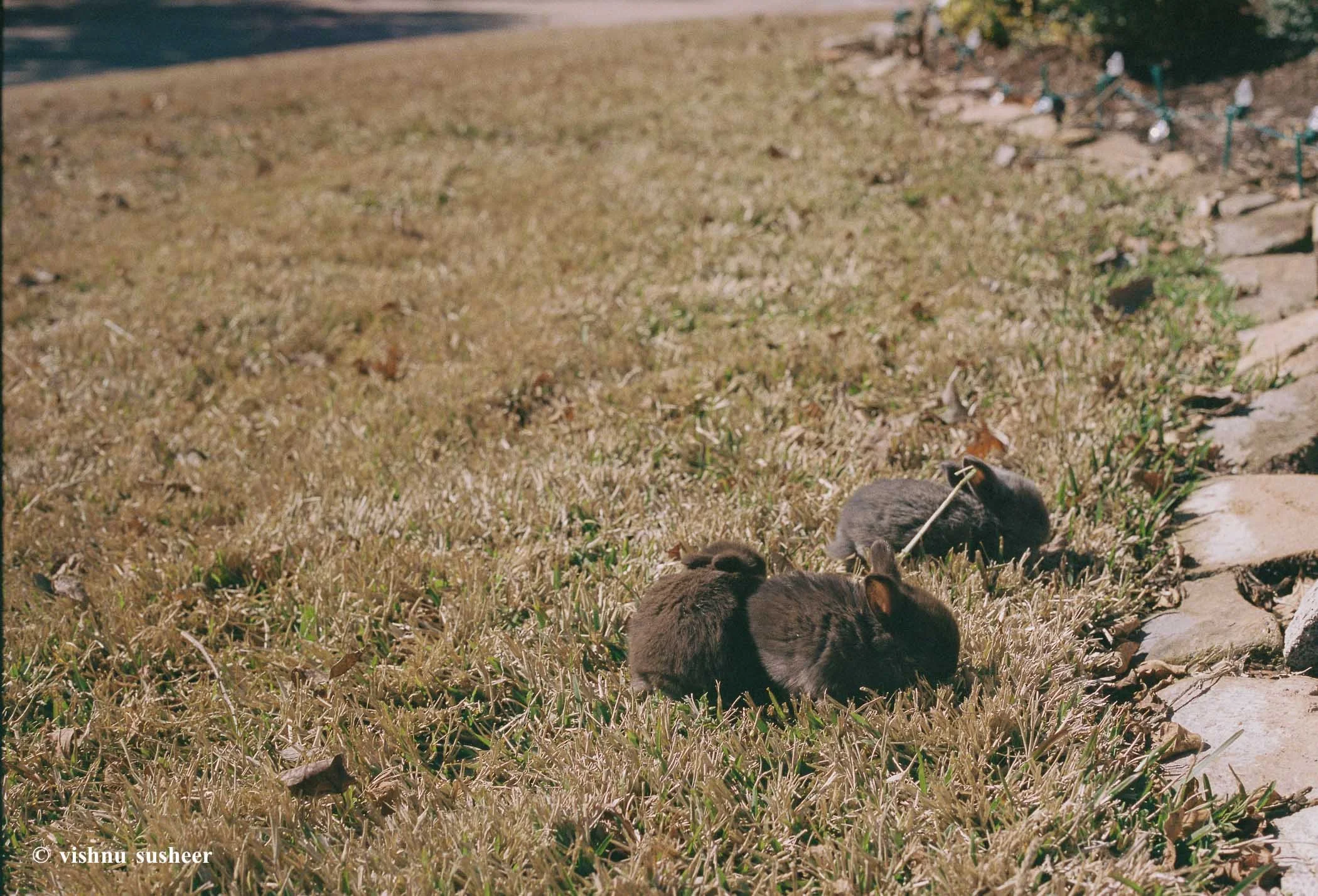 baby beasts-3.jpg