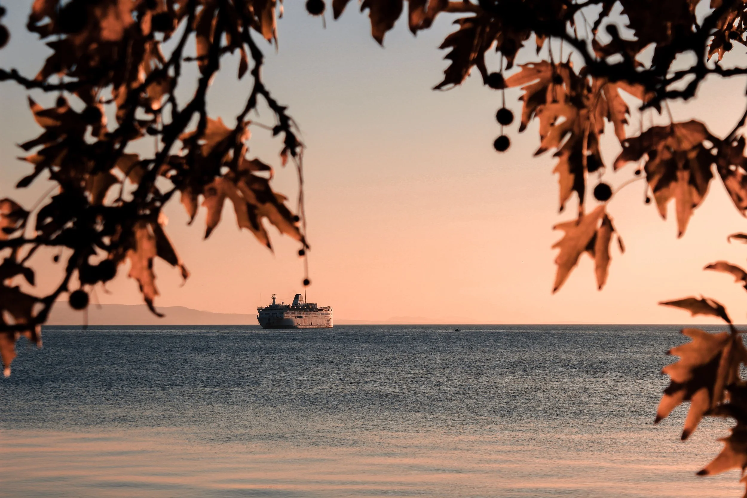 View of cruise ship at sea through fall leaves
