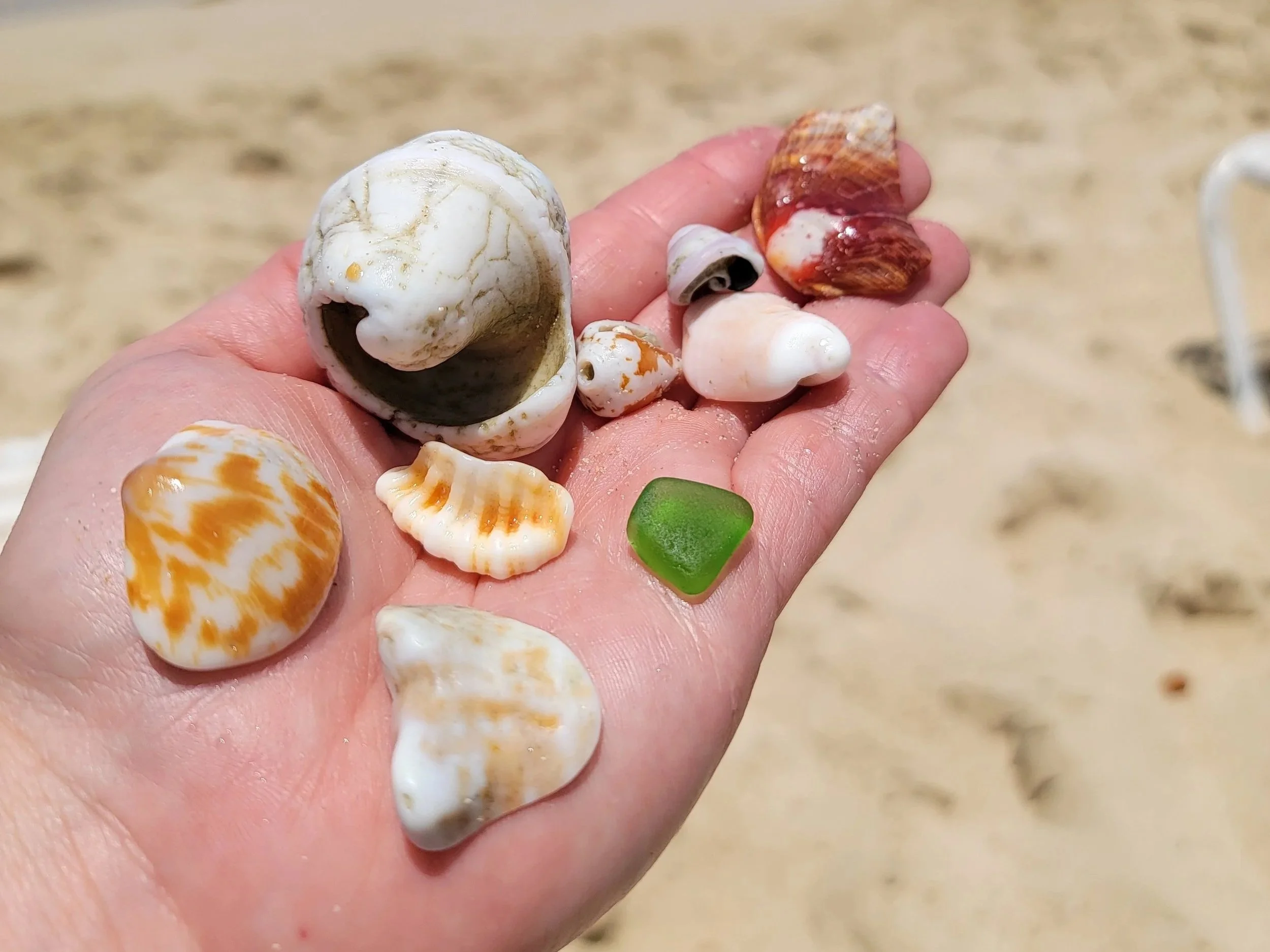 Hand holding a variety of small shells and sea glass with beach sand in the background