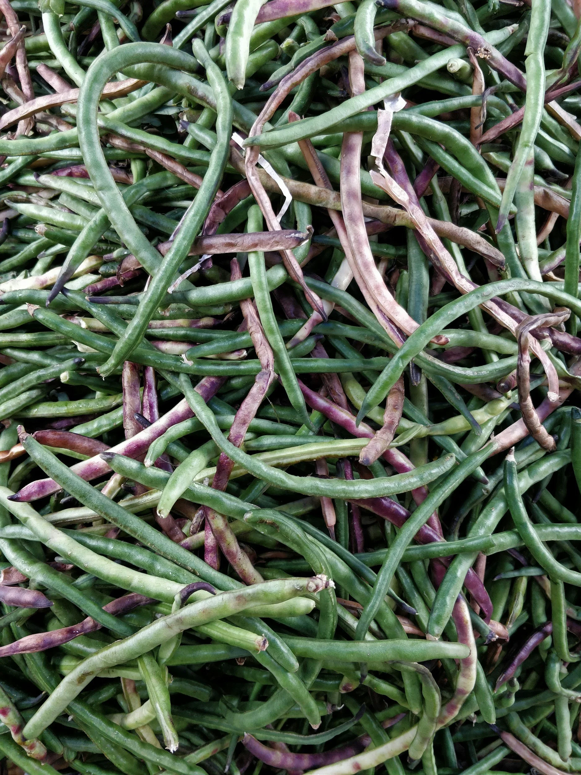 Purple Hull Peas Me Please!