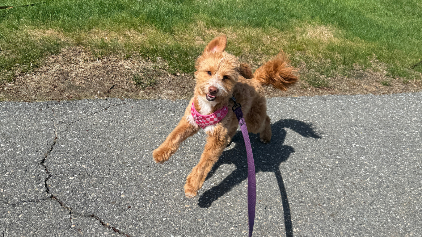 9 Signs That Your Dog Needs a Midday Walk