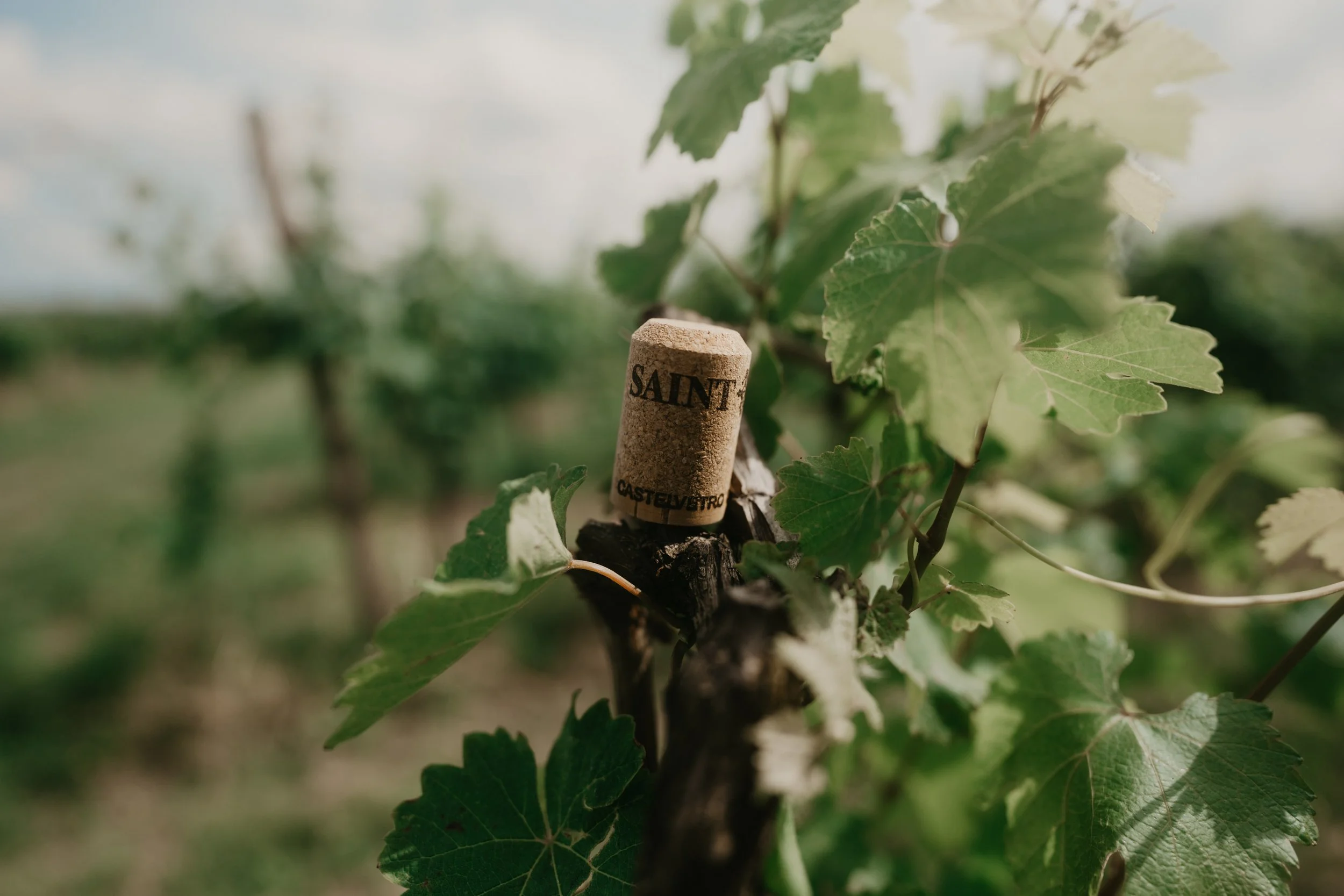 Vineyard with grapevine plant and a wine cork labeled 'Saint' inserted into the vine's wooden stem.