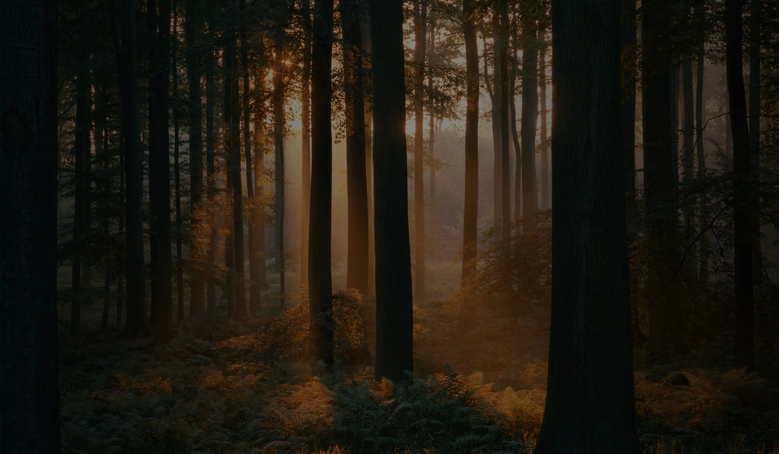 Sunlight filtering through a dense forest in the early morning or late afternoon, illuminating the trees and forest floor with warm hues.