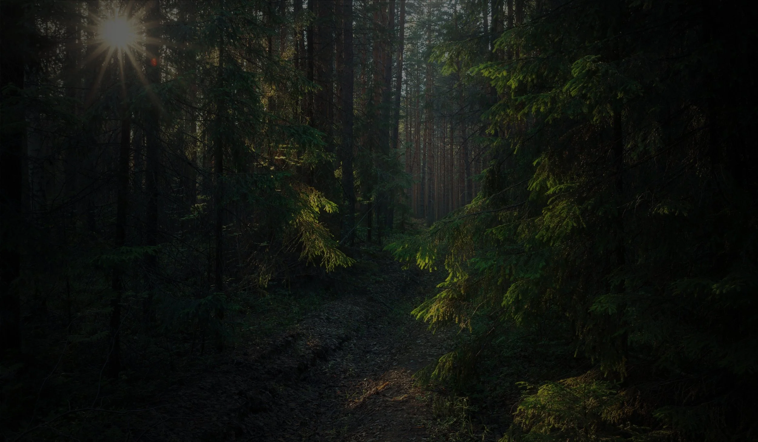 Sunlight filters through dense trees in a dark forest, illuminating a narrow dirt trail.