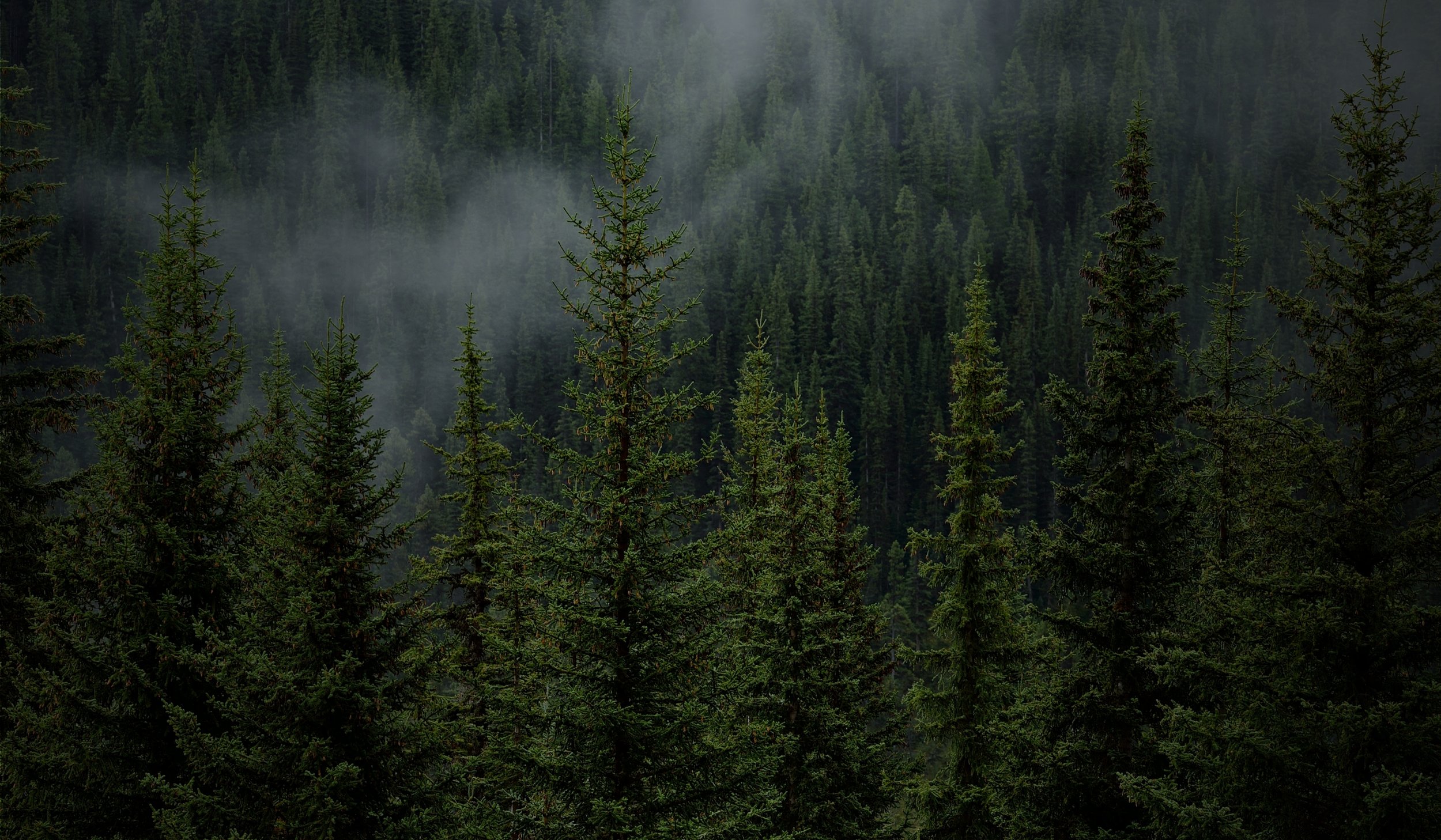 A dense forest of tall evergreen trees with mist and fog among the trees.