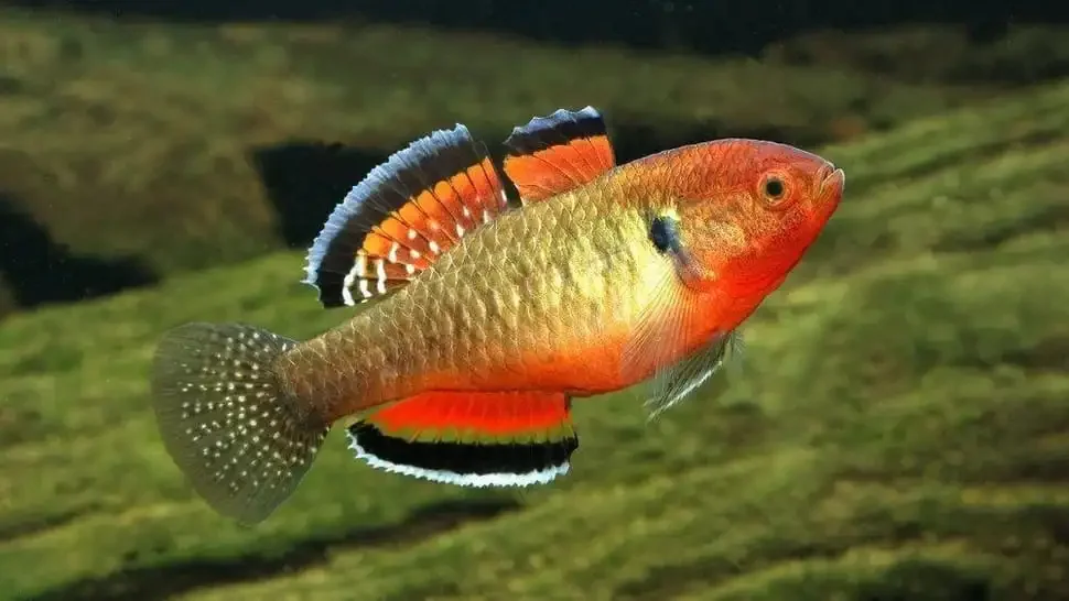 Empire-Gudgeon-Hypseleotris-Compressa-Red.webp