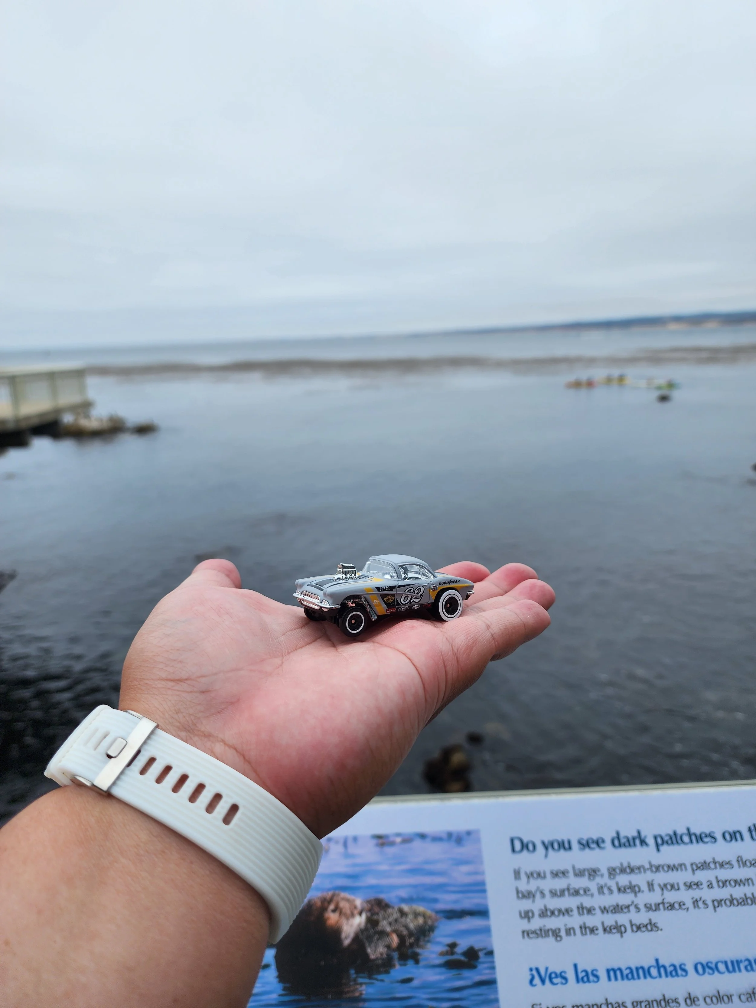 Found at the Monterey Bay Aquarium in Monterey, CA by Aquarium staff member JI!