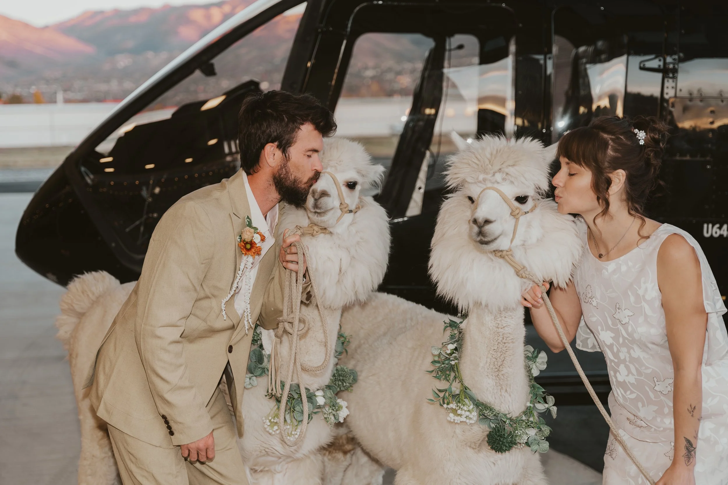 A couple dressed in wedding attire interacts with two llamas decorated with floral garlands in front of a helicopter.