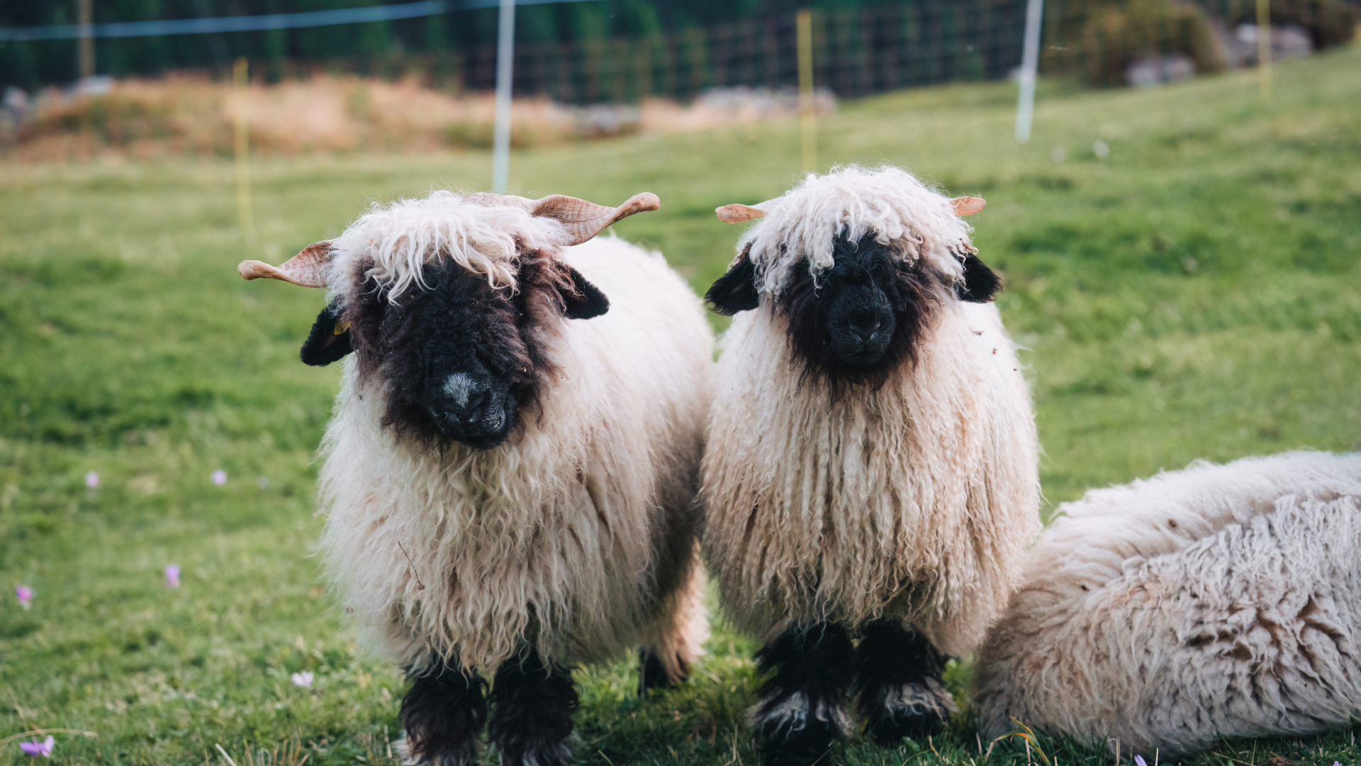 Sheep Are Trolling You