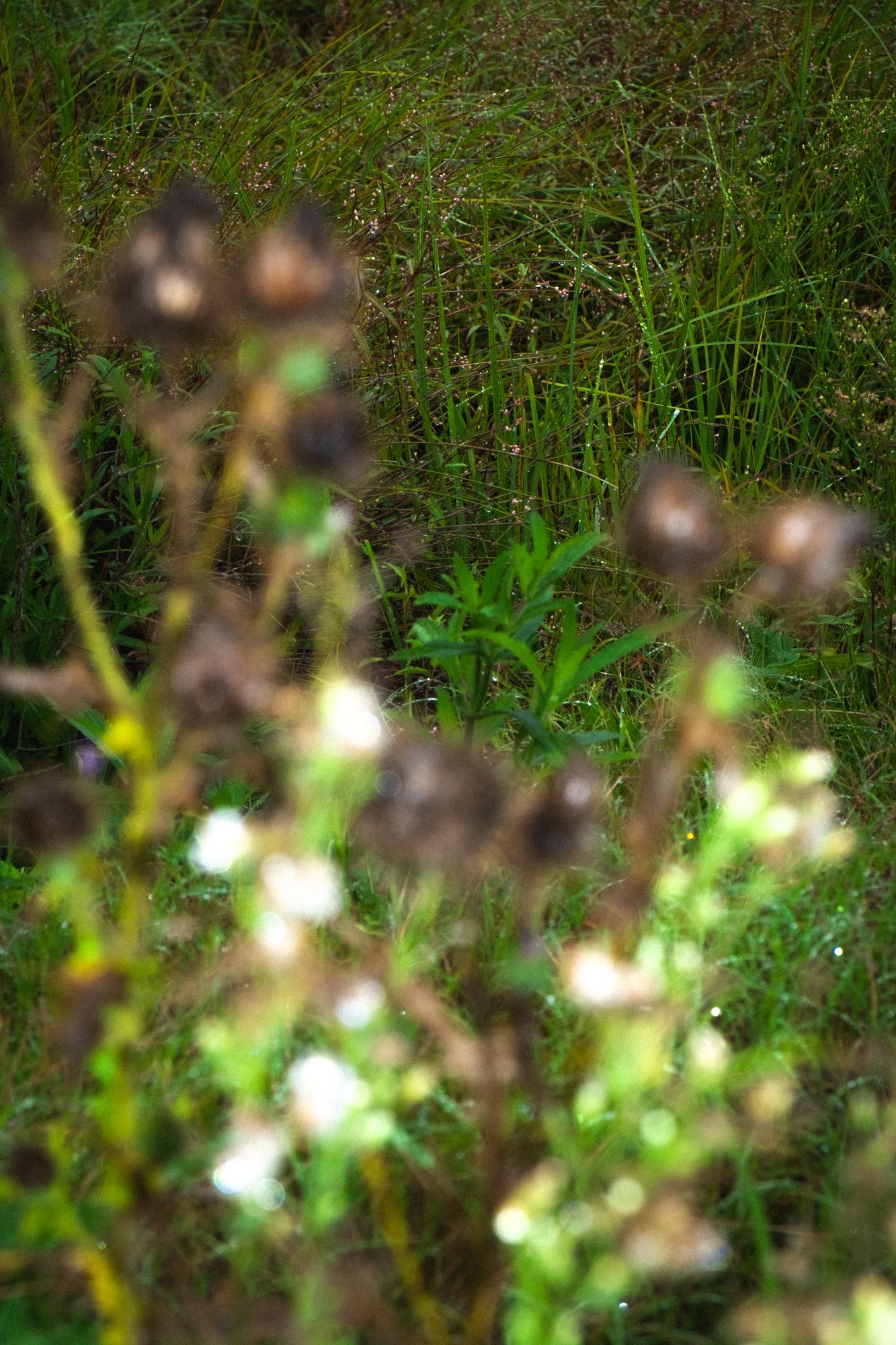 DSCF6938.jpg