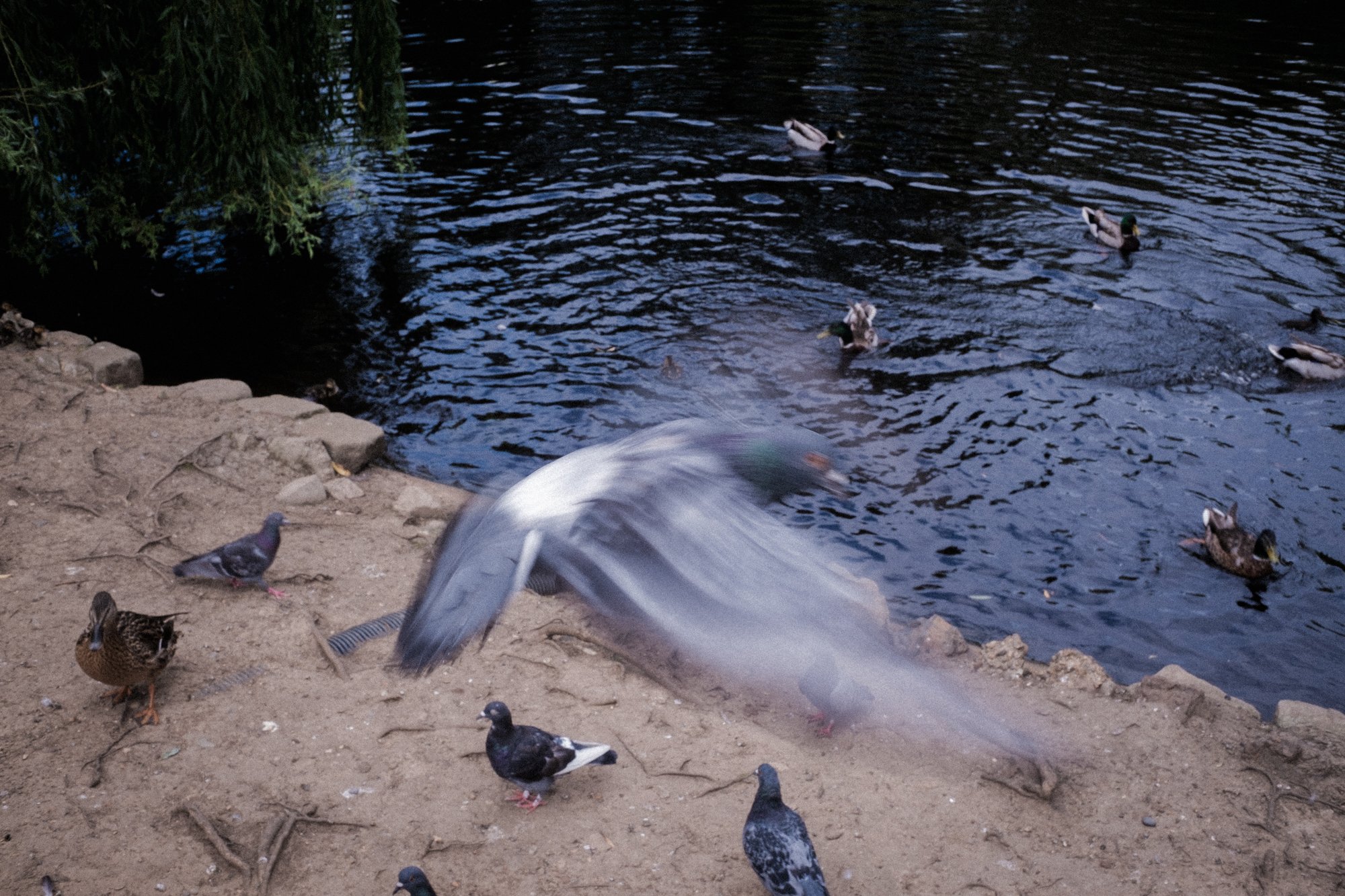 DSCF7652.jpg