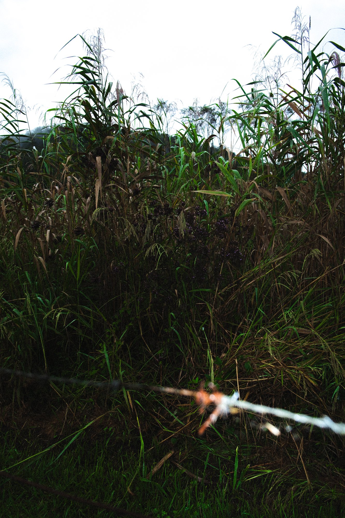 DSCF6972.jpg