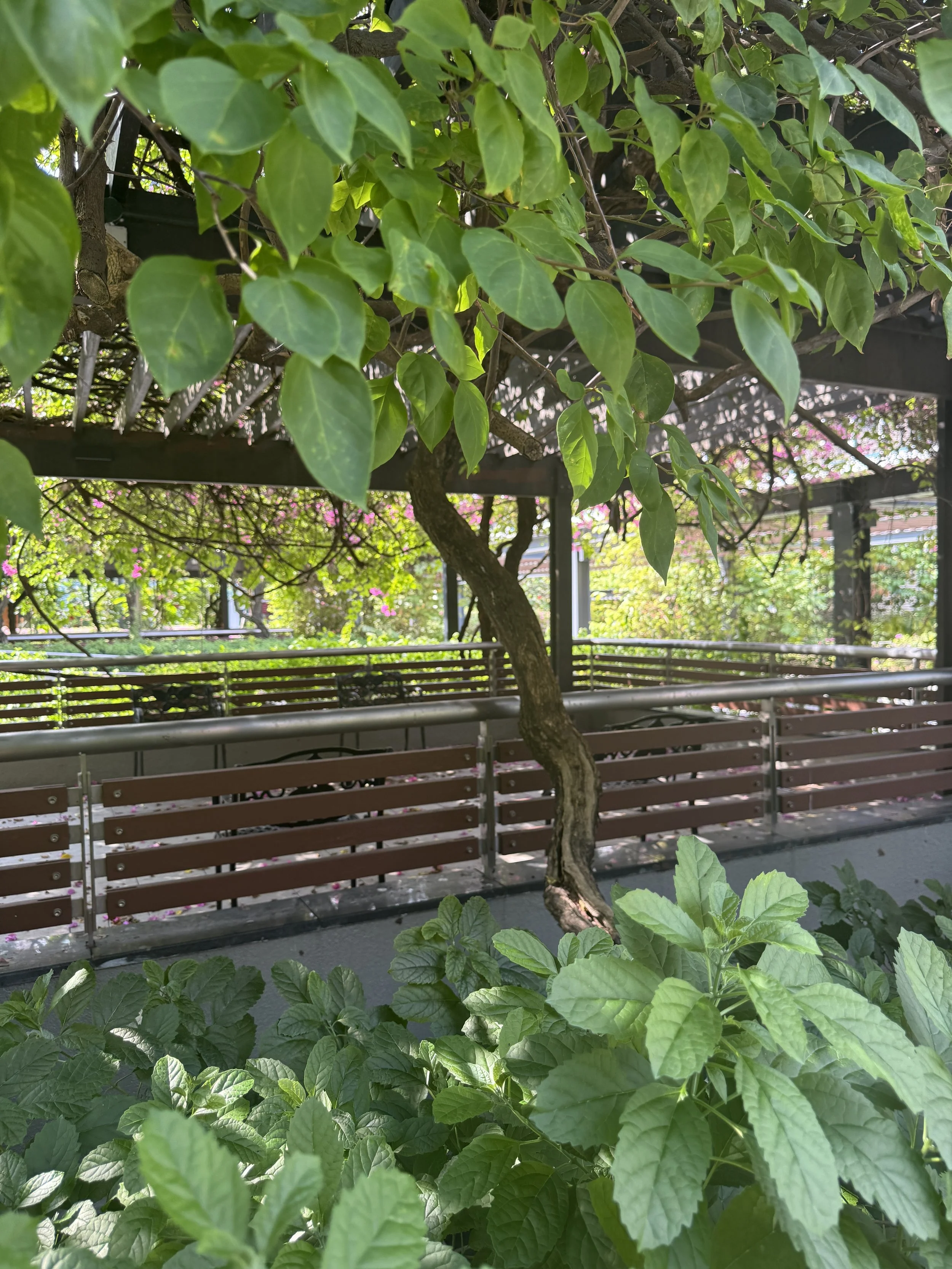 SOLID TIMBER FENCE