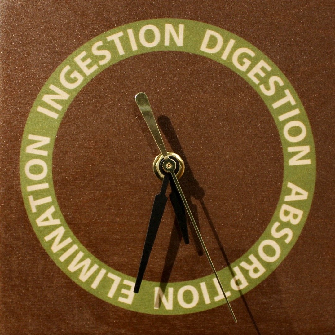 18 Life Cycles - Ingestion Digestion Absorption Elimination.jpg