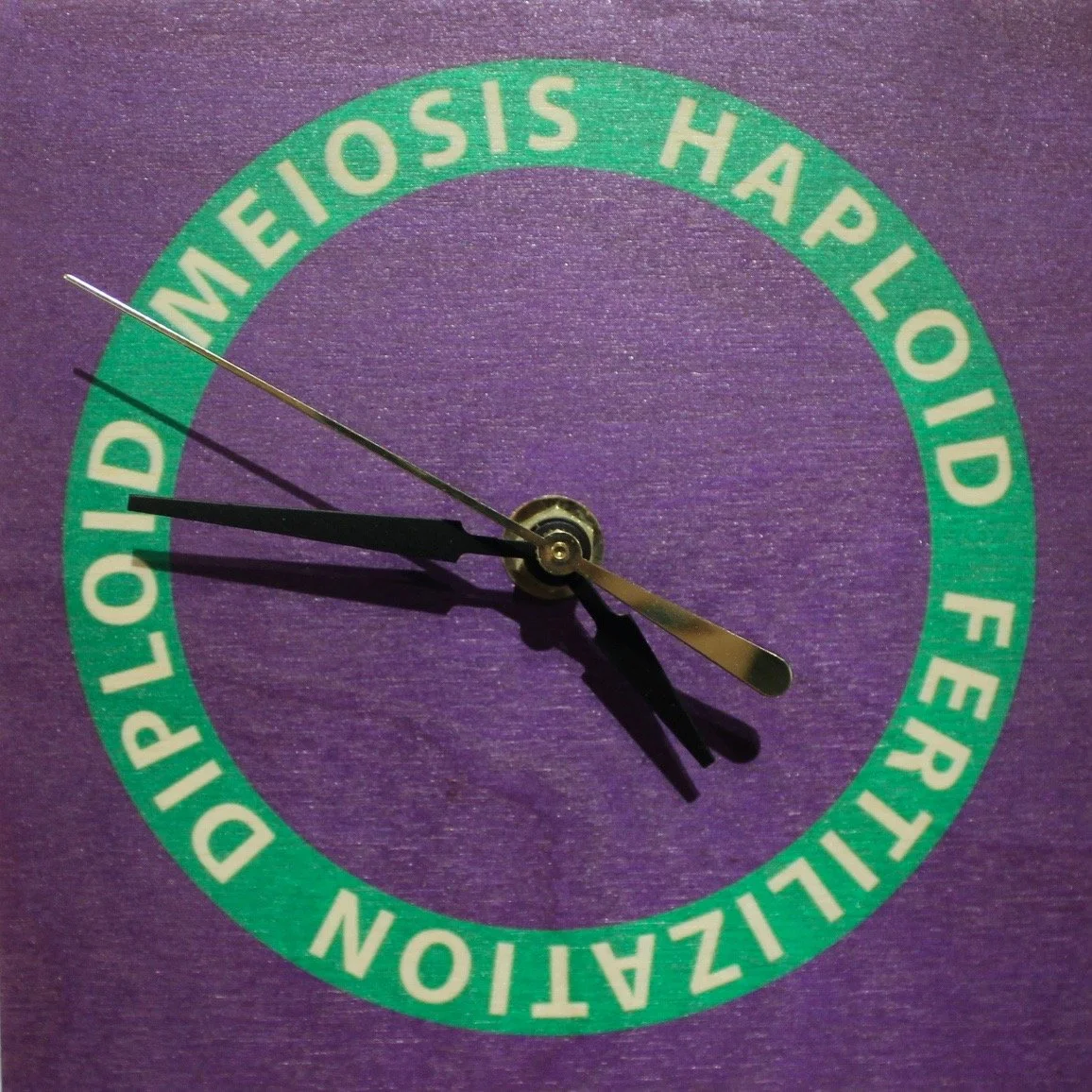 12 Life Cycles - Meiosis Haploid Fertilization Diploid.jpg