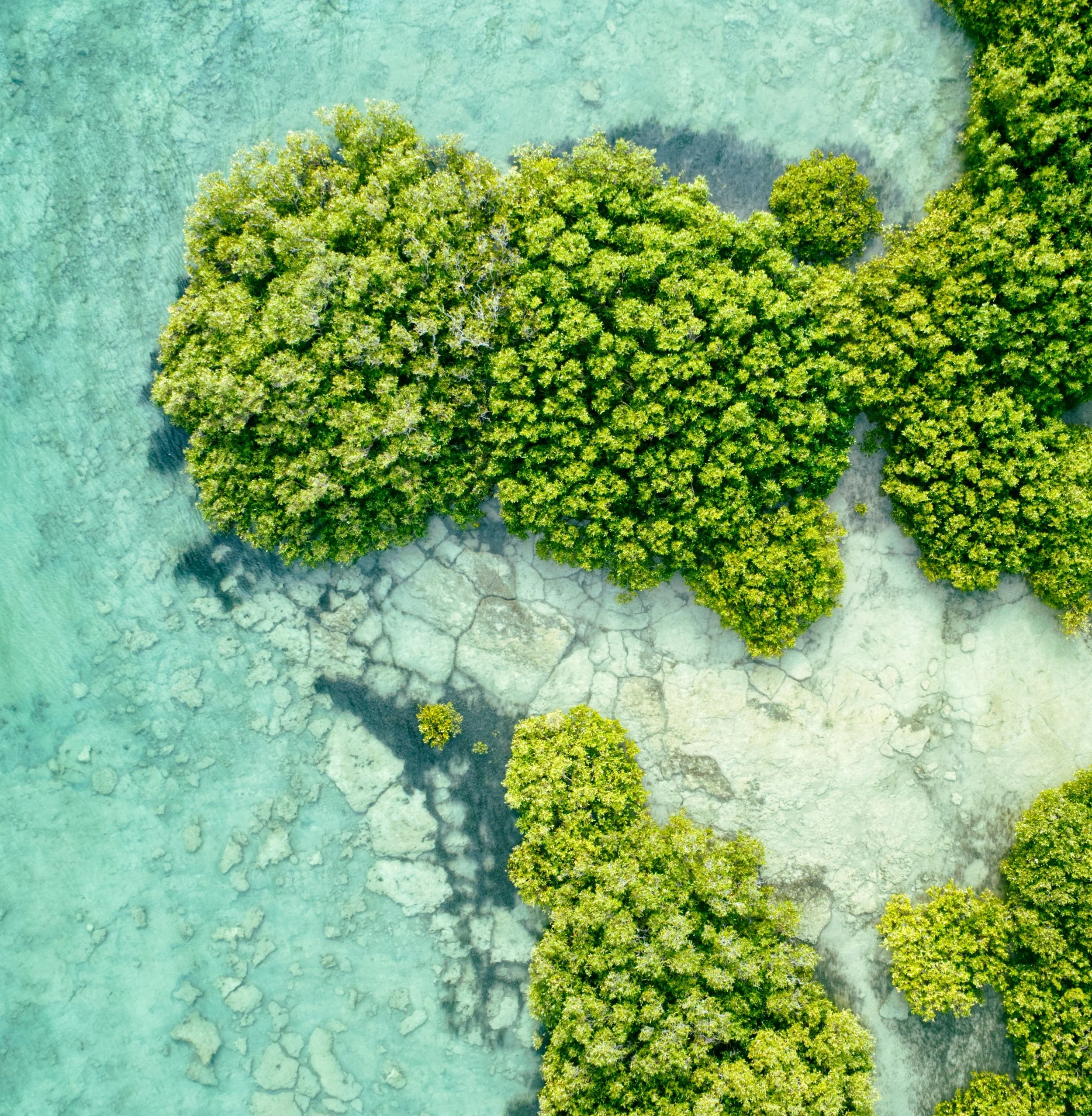 Aerial view of green mangrove trees in clear turquoise water