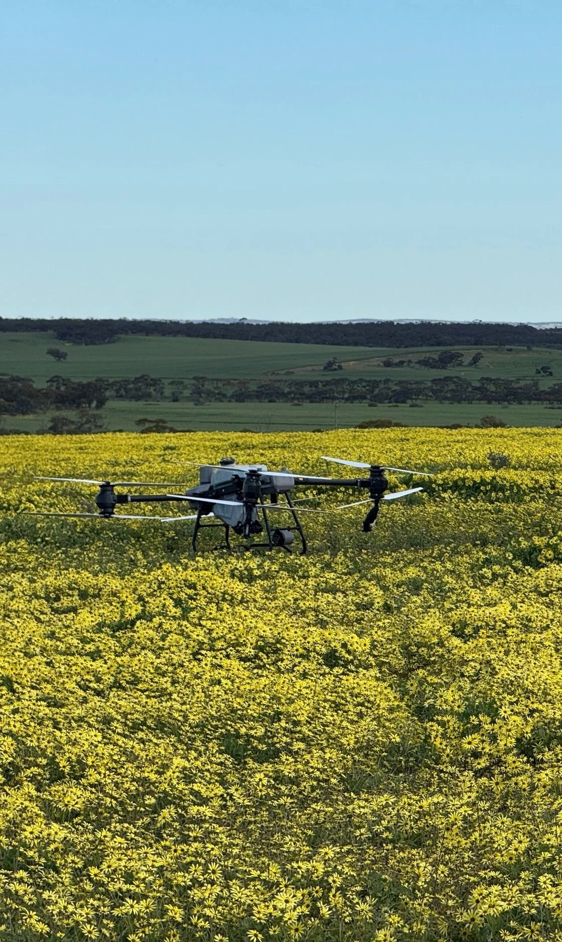 A drone flying over a field of yellow flowers with rolling green hills and a blue sky in the background.