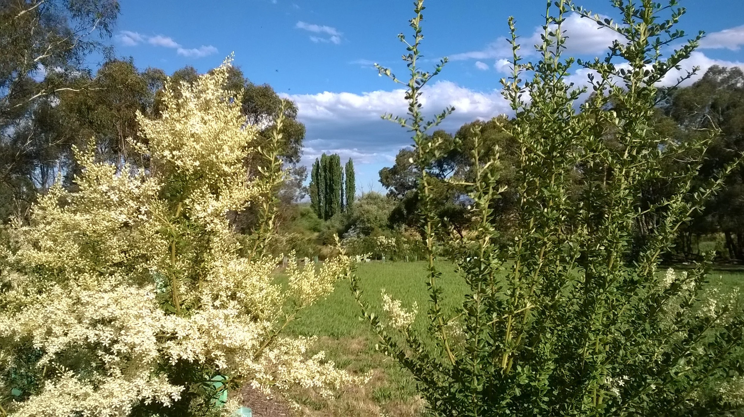 Our Healing Garden — Canberra Interfaith Forum ACT