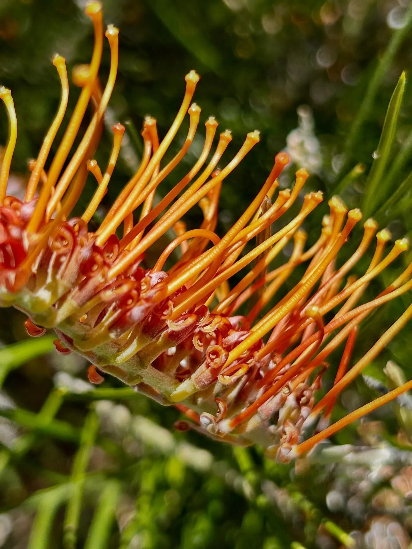 ☀️ So much beauty in the garden at the moment ☀️ #wanatives #biodiversegarden #suburbanbiodiversity