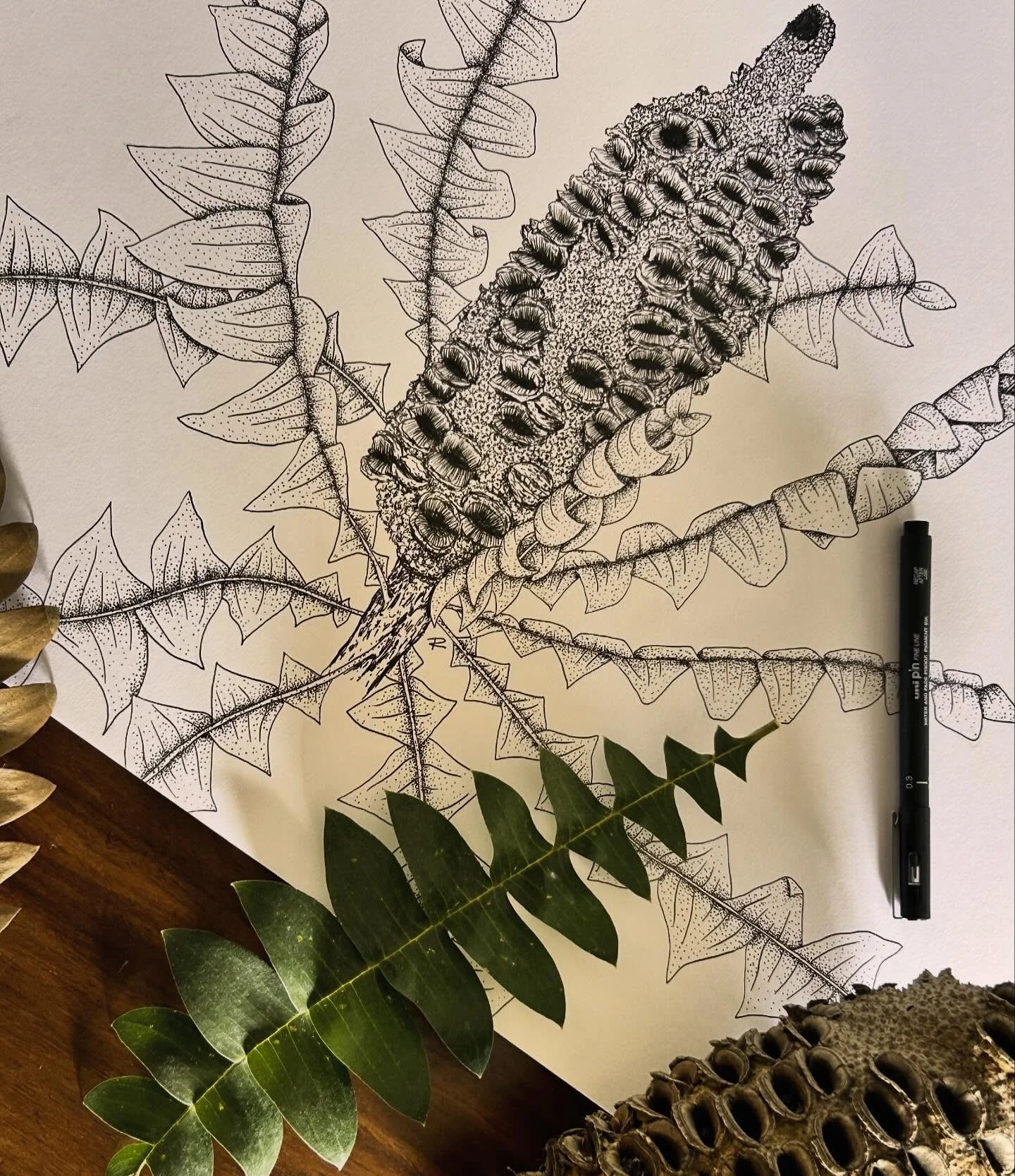 Banksia grandis - the Grand Daddy of banksias and final detail illustration finished for Ashdale Secondary Collage Public Art commission mural #banksia #botanicalillustration #wanativeplants