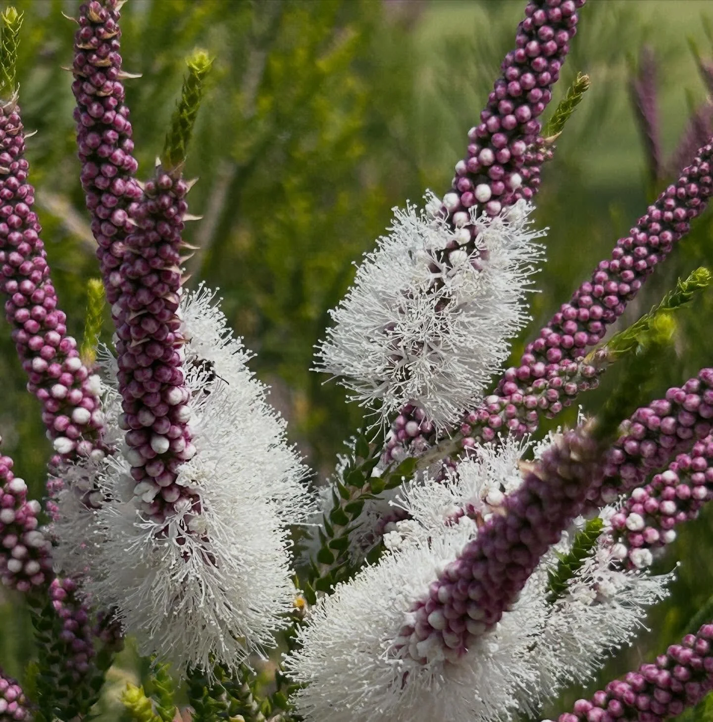 Stunning flowers on Melaleuca hueglii is a sign summer is upon us. Do these beauties make your eyes water (hello hayfever!) or bring you joy! Column A and B for me! #wanativeplants #plantlocal #biodiversegardens