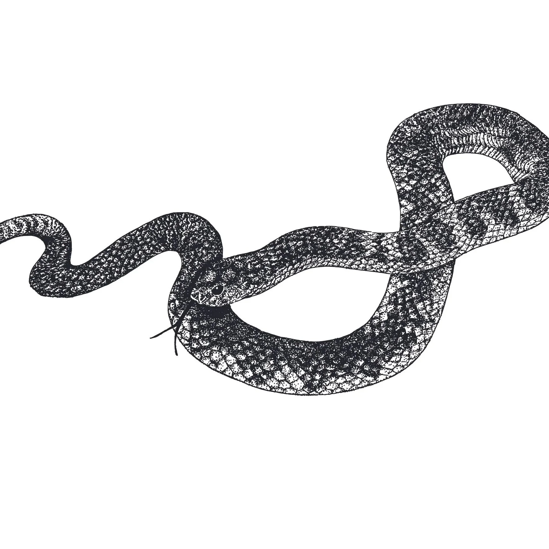 Tiger snake, original pen on paper illustration Renee Barton