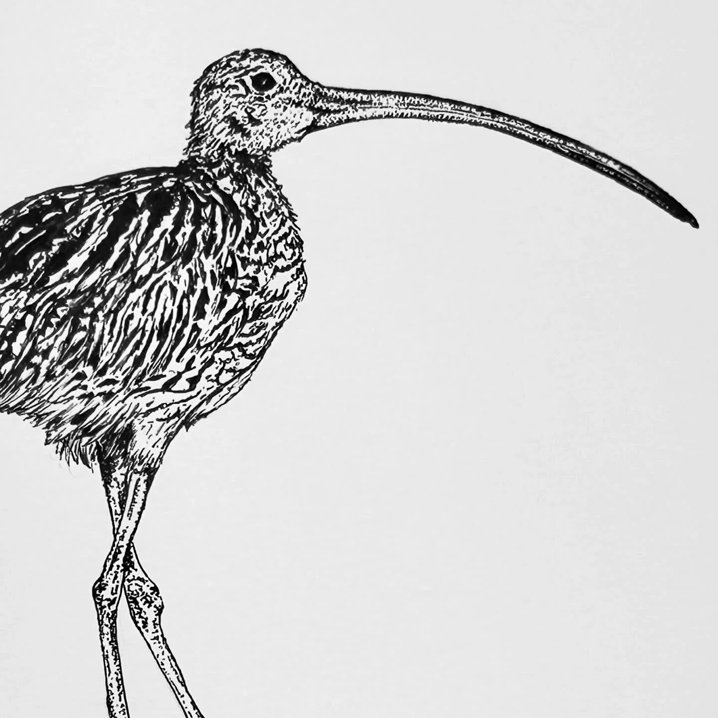 Lil sweet  Eastern Curlew illustration for the good people that are the Friends of Samphire Cove. Incredible and highly at risk migratory birds that make their way to Mandurah from the other side of the world and  are critically endangered! #threaten