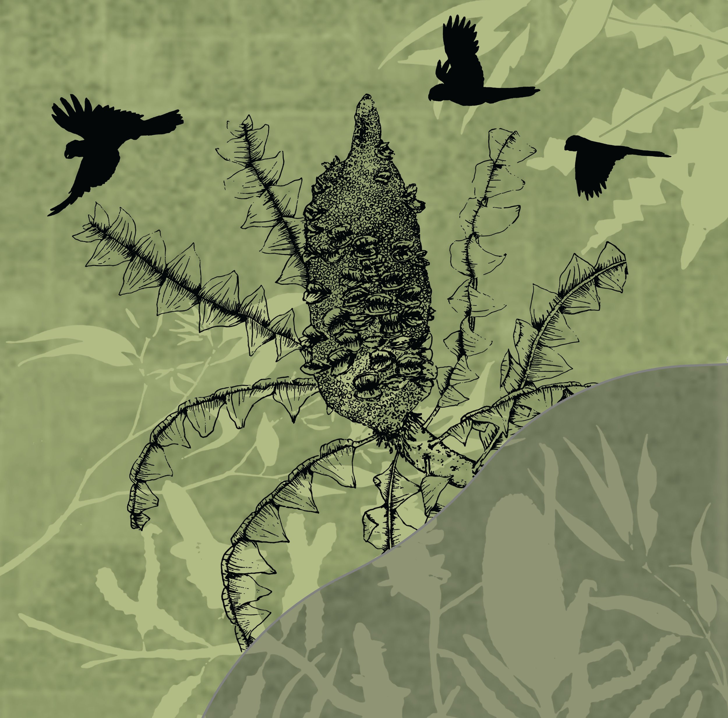 Black Cockatoos and Banksia digital collage