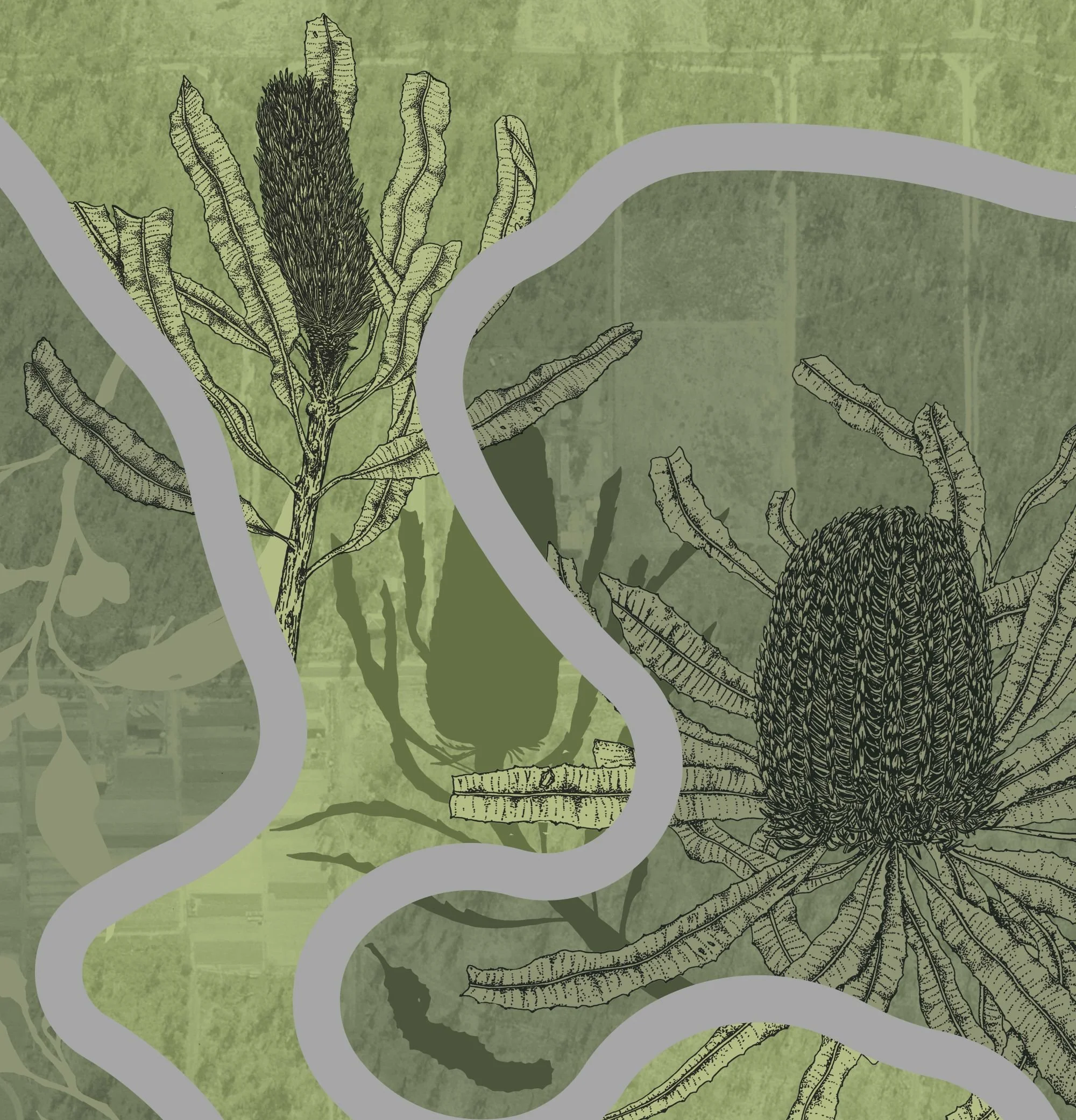 Banksia illustrations, digital collage, Renee Barton