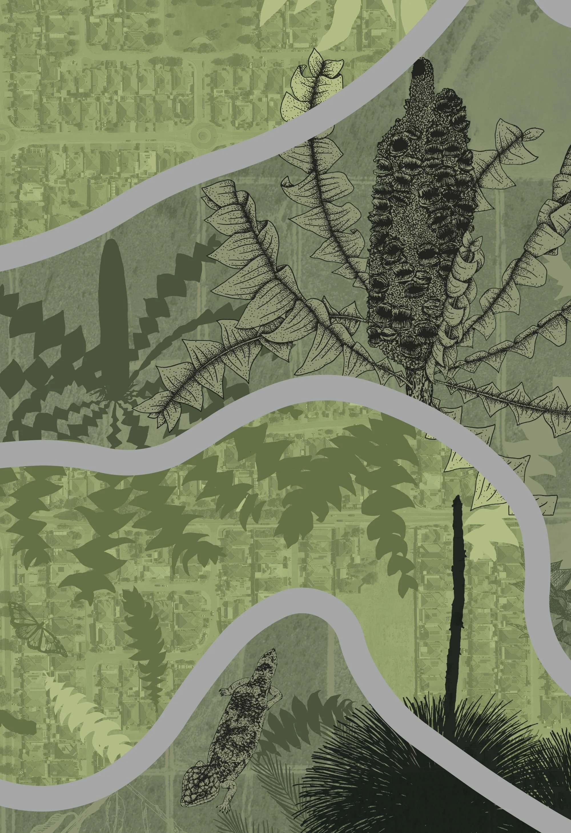 Banksia grandis, Bobtail Lizard, Grass Tree illustrations, digital collage Renee Barton