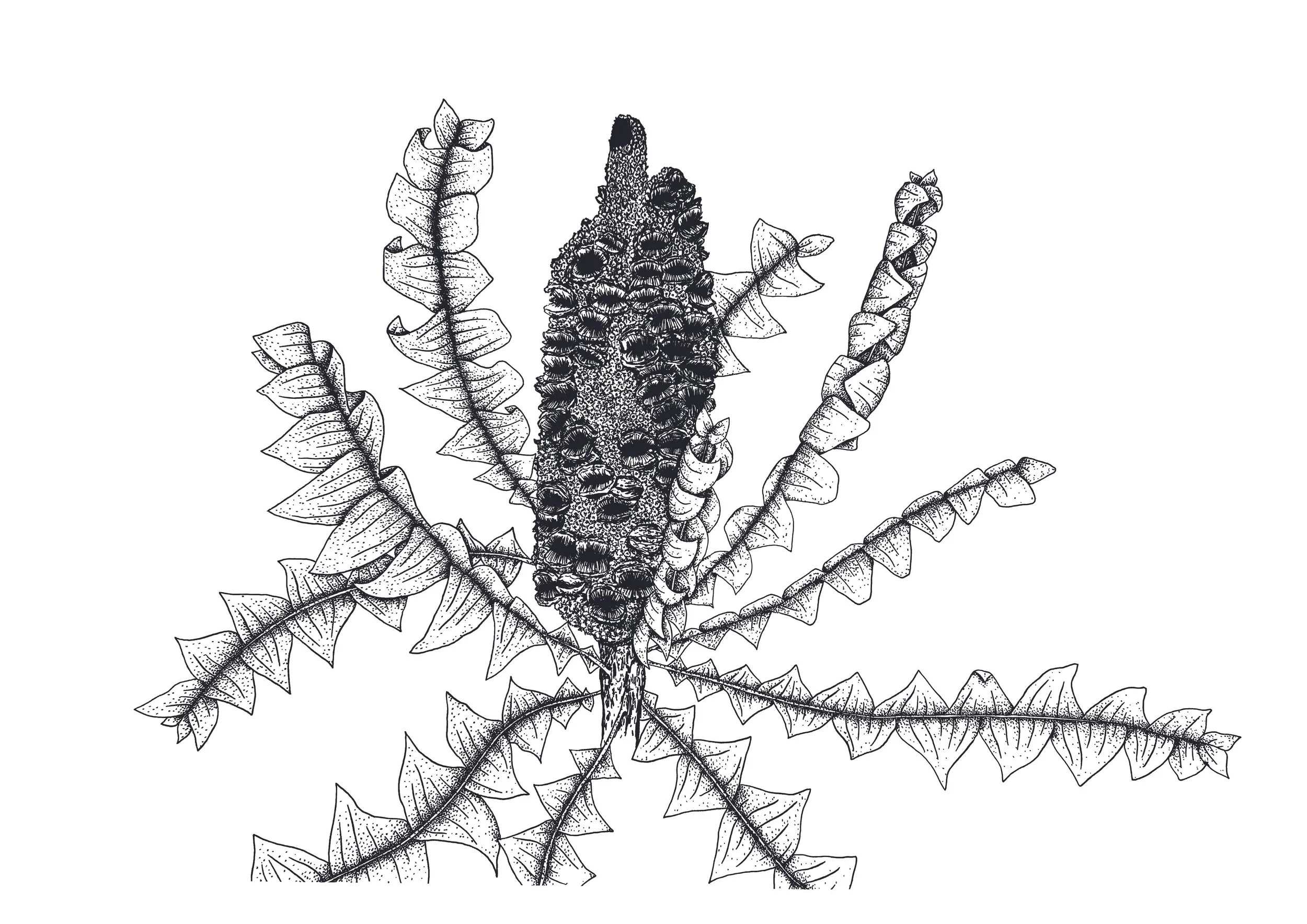 Banksia grandis original pen illustration, Renee Barton 