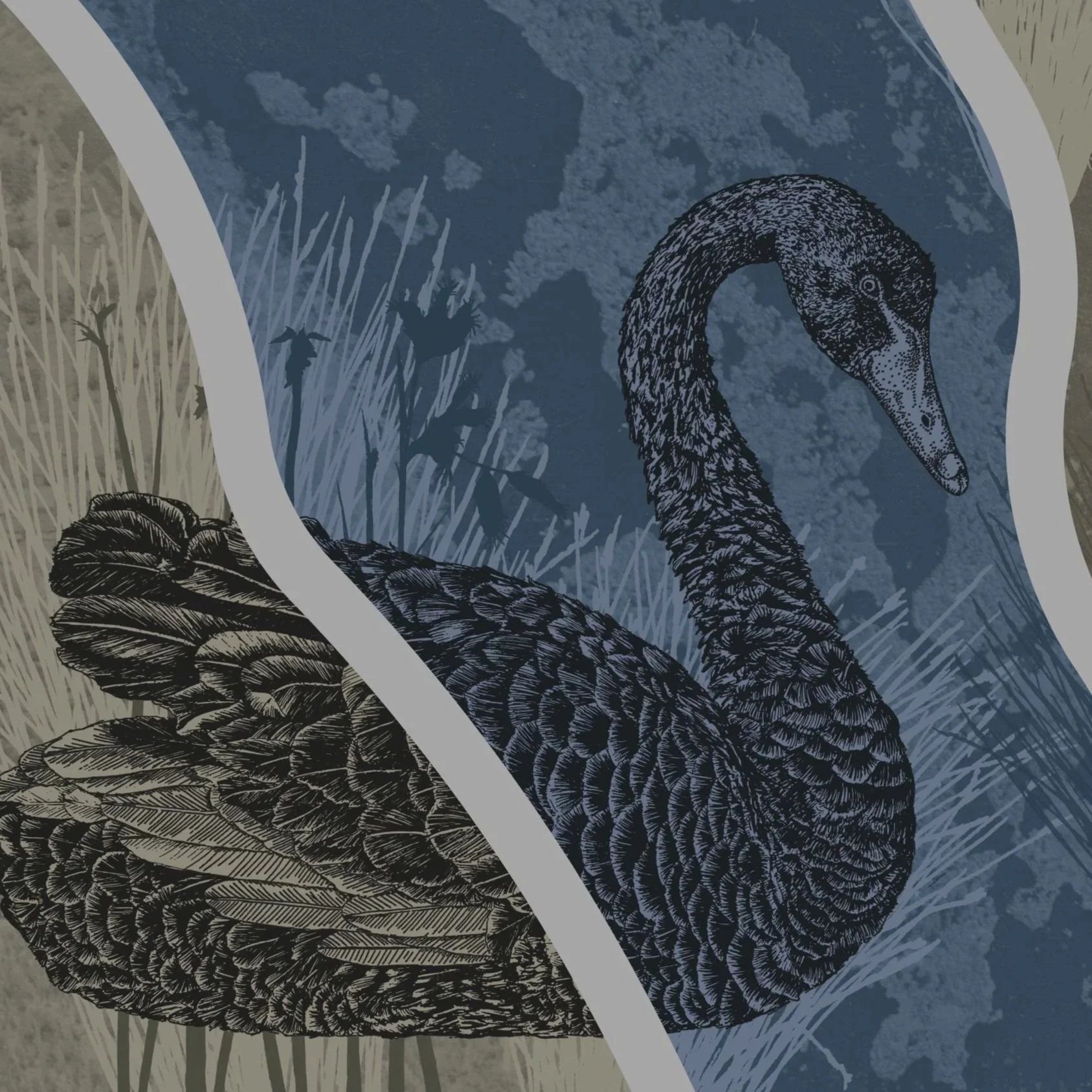 Digital collage original black swan illustration