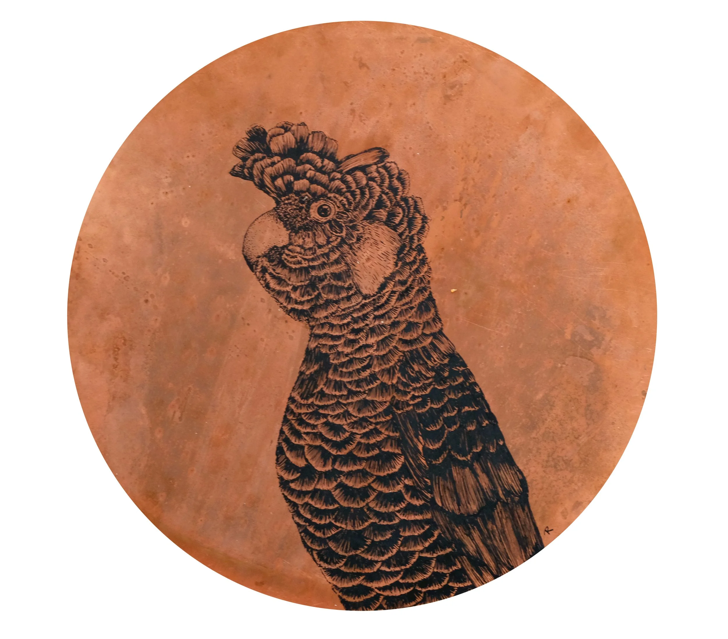 Carnaby Cockatoo original illustration on copper, Renee Barton