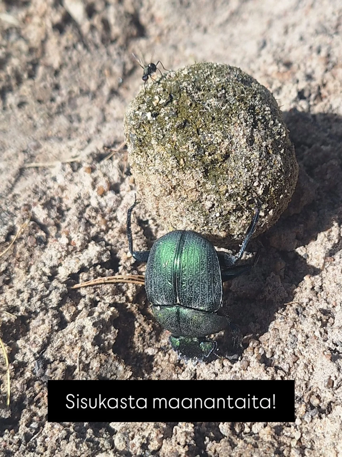 A @mukuvisiwoodlands dungbeetle demonstrating the Finnish characteristic &rdquo;sisu&rdquo; - let us combine sisu with African ubuntu and shine in 2026! 💪🏽

#zimbabwenlapset #ihmeellinenluonto #sisu #ubuntu