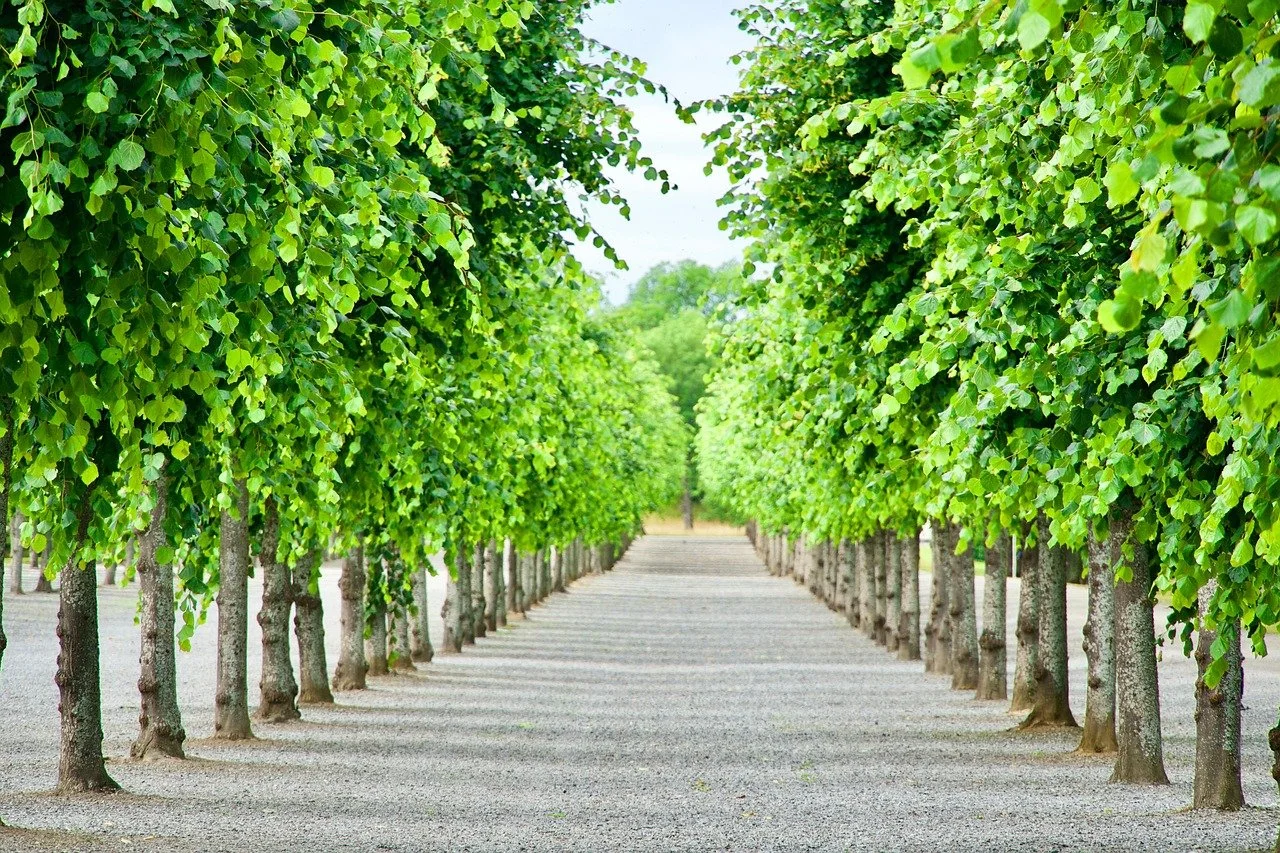 Lang recht pad omringd door groene bomen, symbool voor het maken van een bewuste keuze naar een gezond, energiek leven met structuur en flexibiliteit voor een leefstijl die je volhoudt.