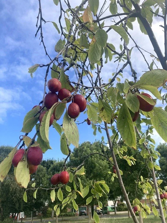 How to Plant an Urban Orchard