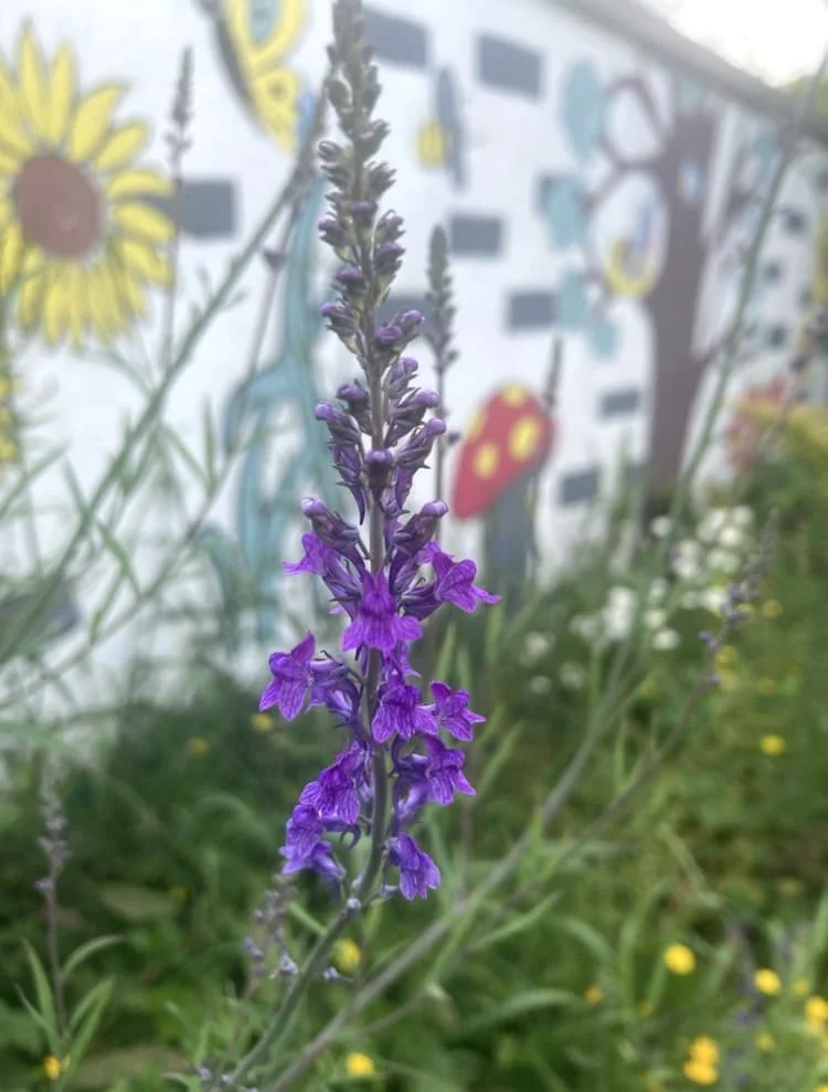 Purple flowering plant with a mural of a sunflower, a mushroom, and a tree painted on a wall in the castleknock community garden.