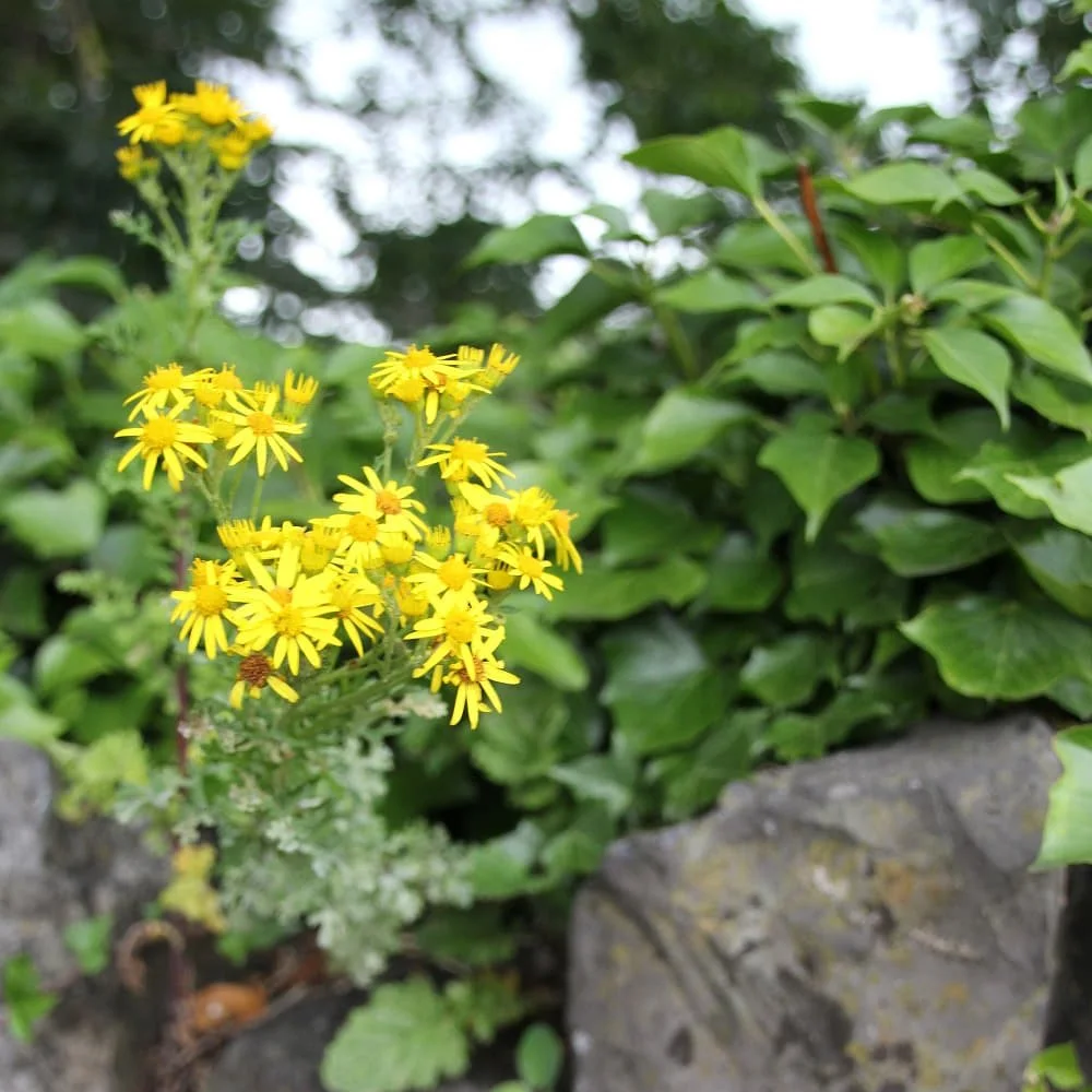 environmental-interest-group-yellow flower from communal garden