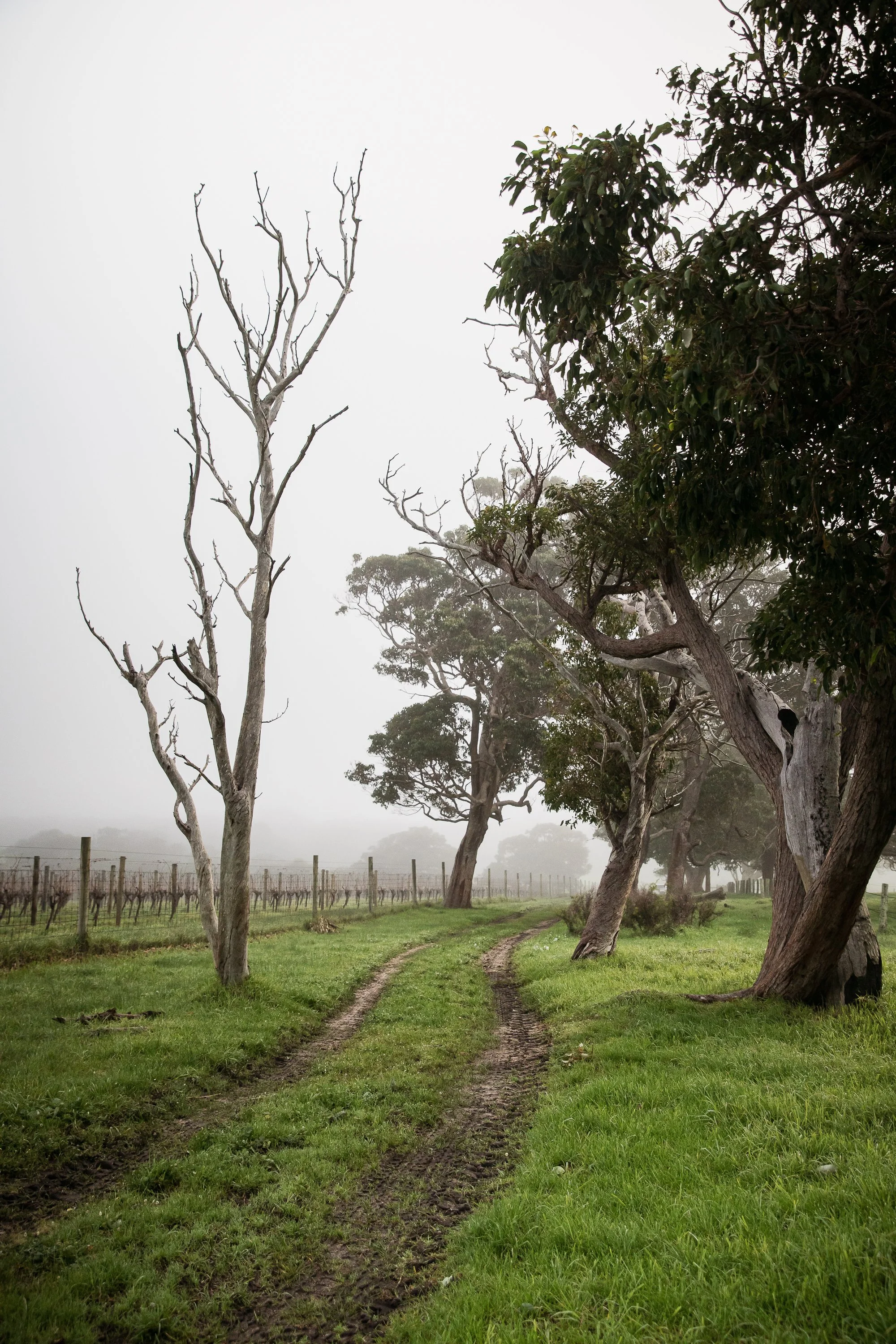 lizziewilkiephotos-33.jpg